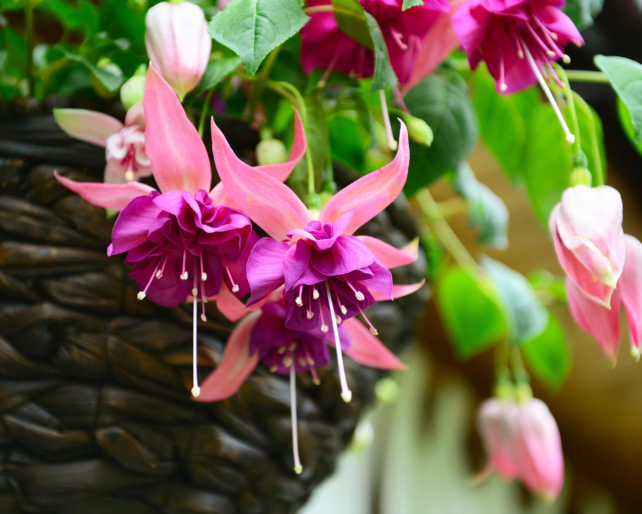 hanging basket flowers: fuchsia