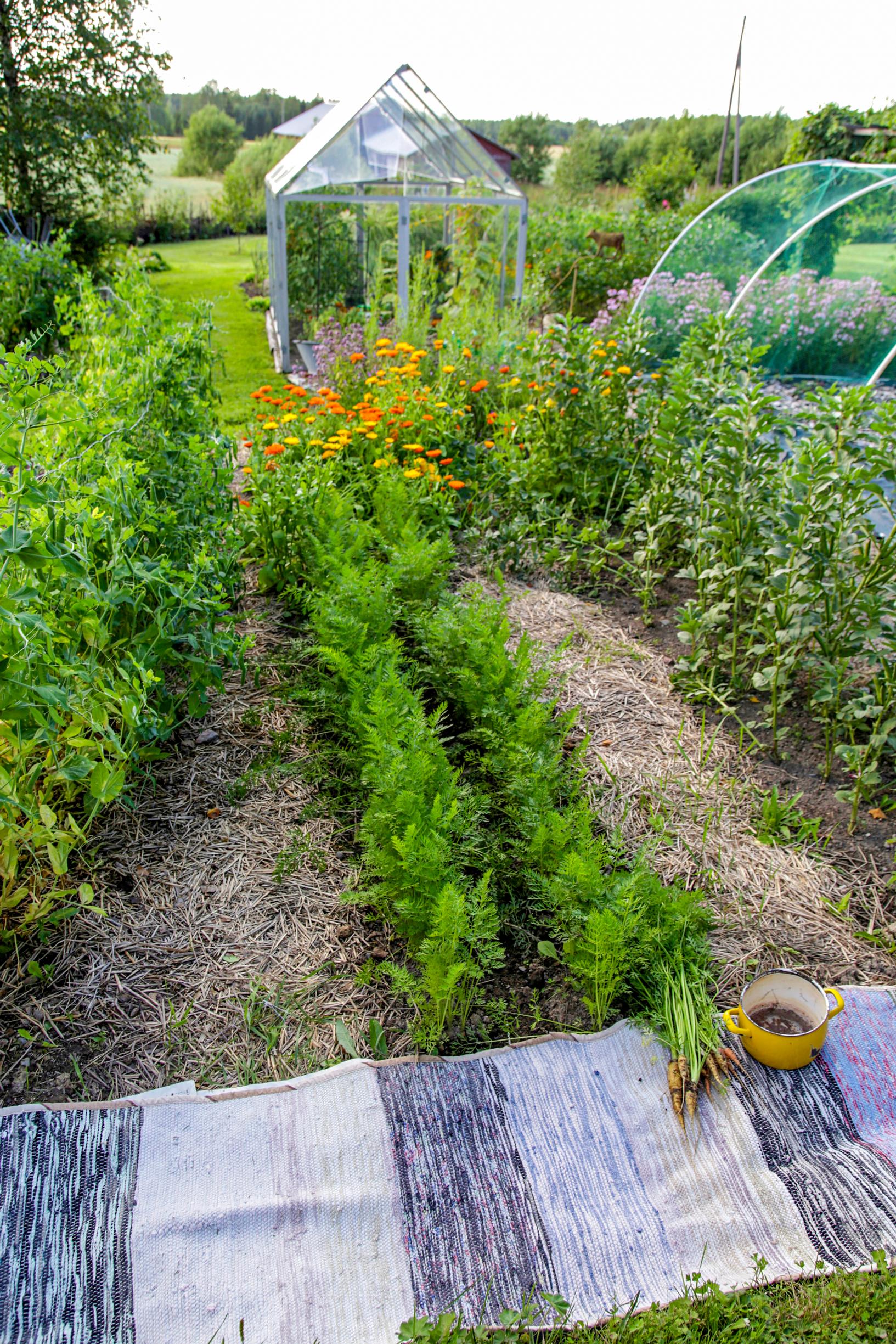 kitchen garden at the cottage: rag rug in the vegetable garden