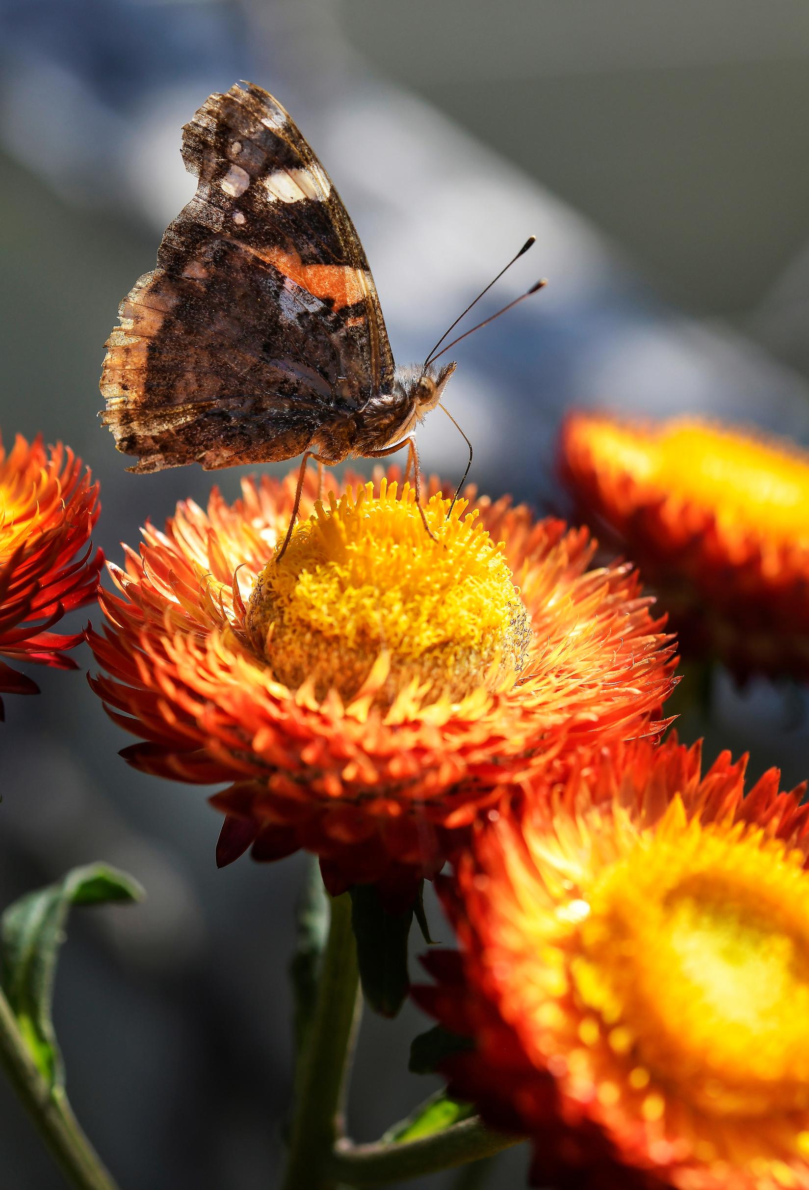 A red admiral on a strawflower.