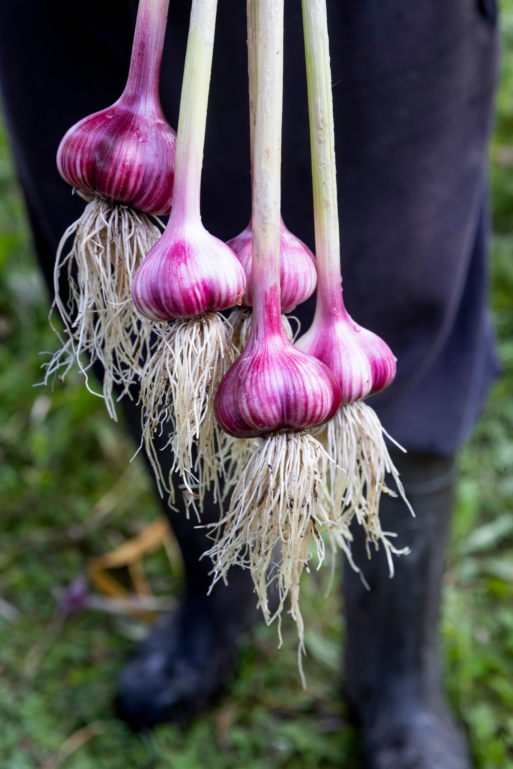 garlic ‘Havran’, garlic