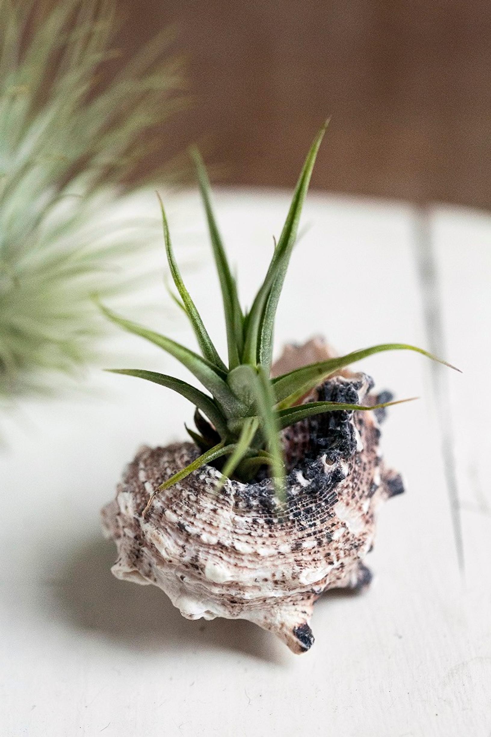 air plants care