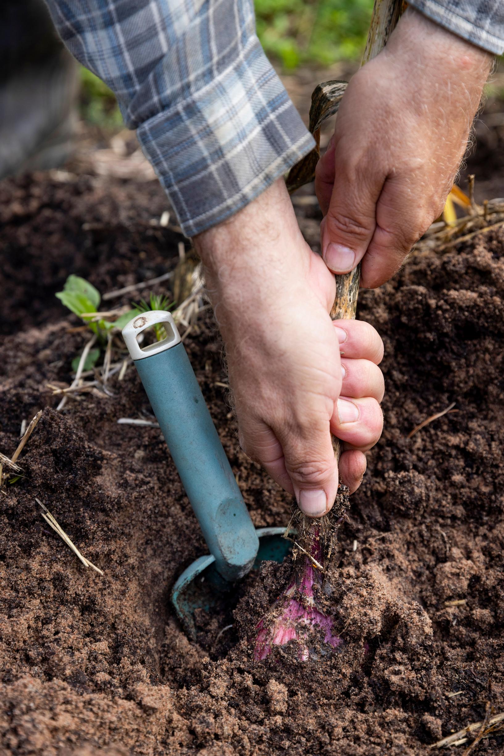 Garlic is gently pulled from the ground.