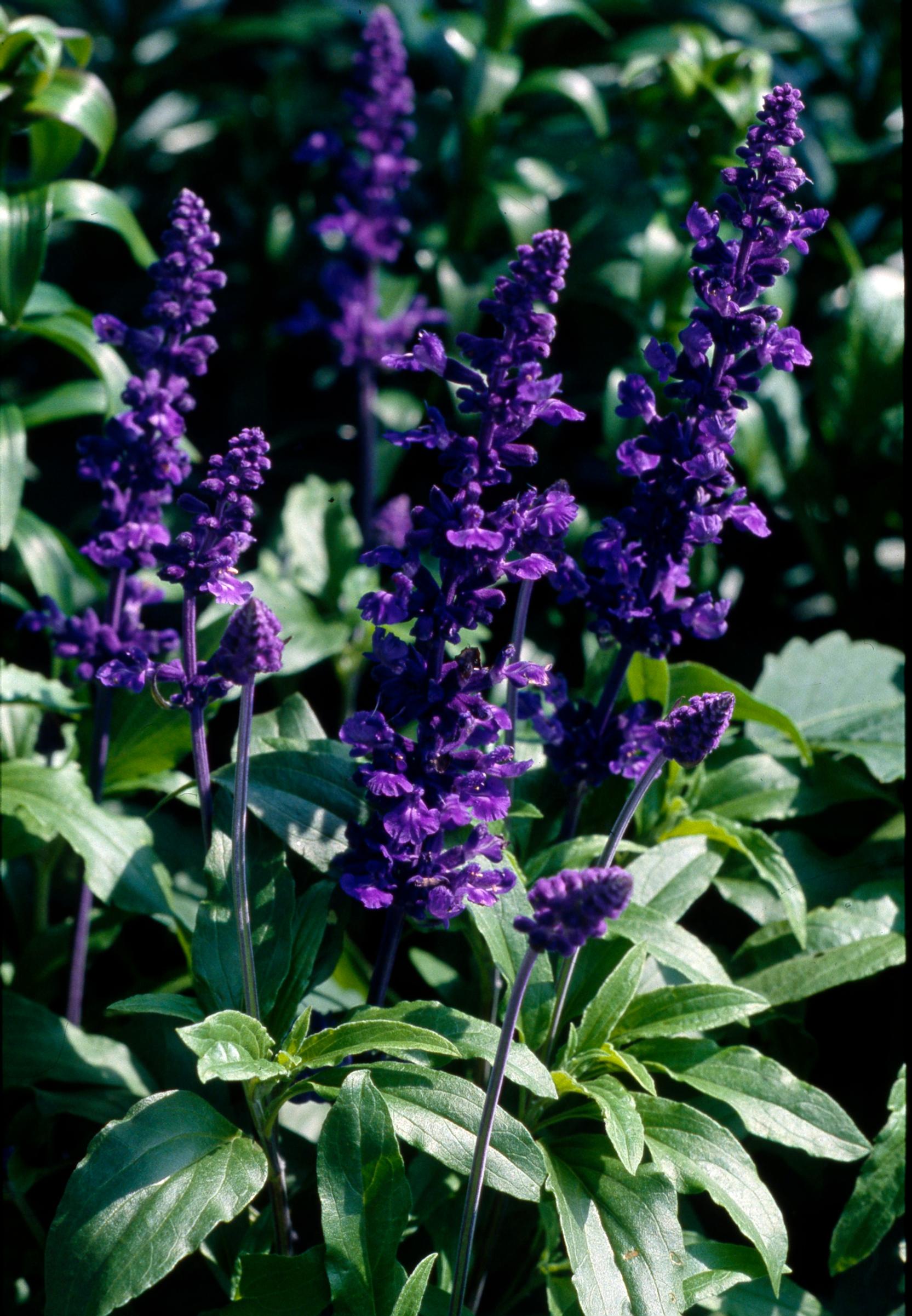 Drought resistant flowers: mealycup sage, salvia farinacea