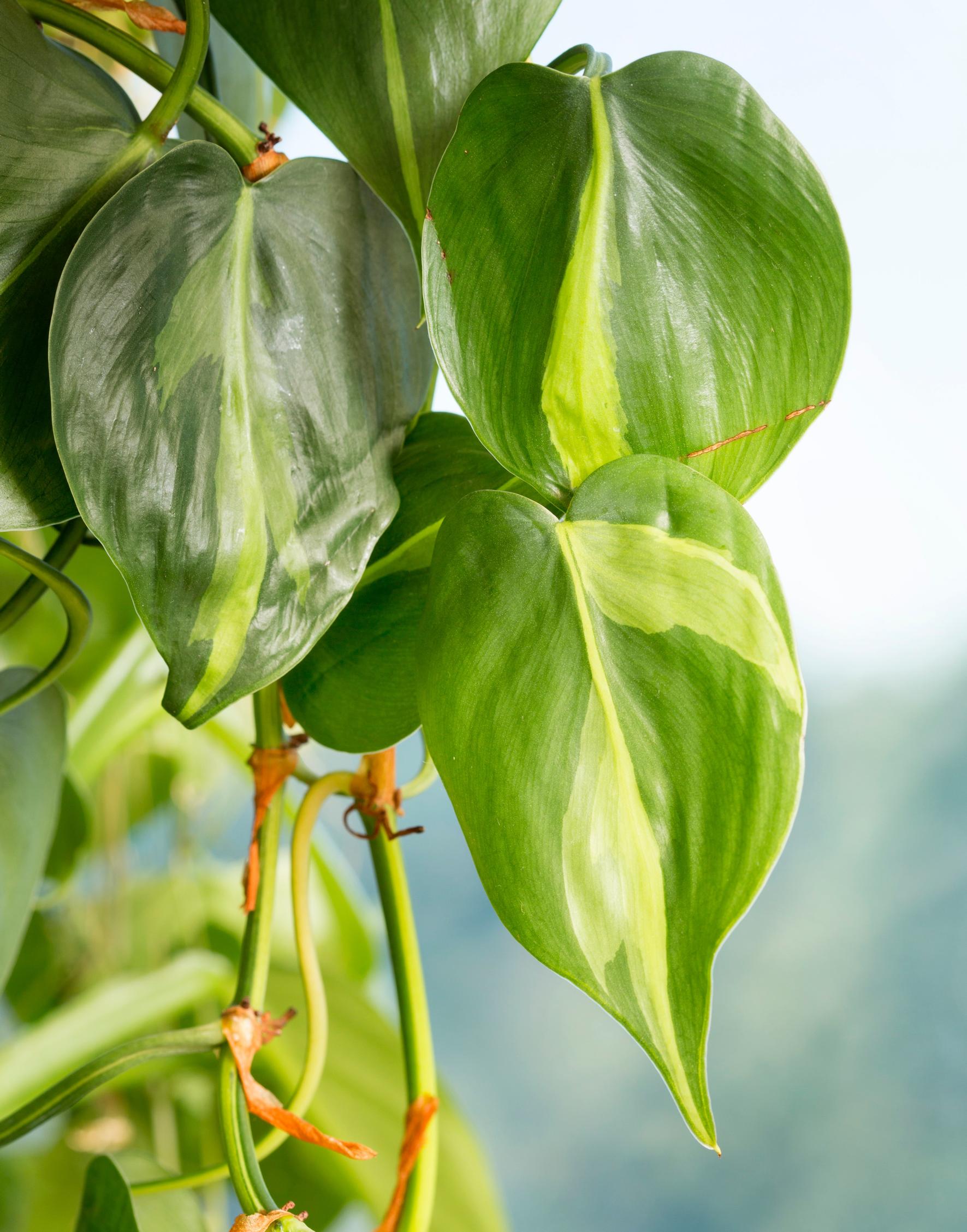 Low-maintenance houseplants: philodendron