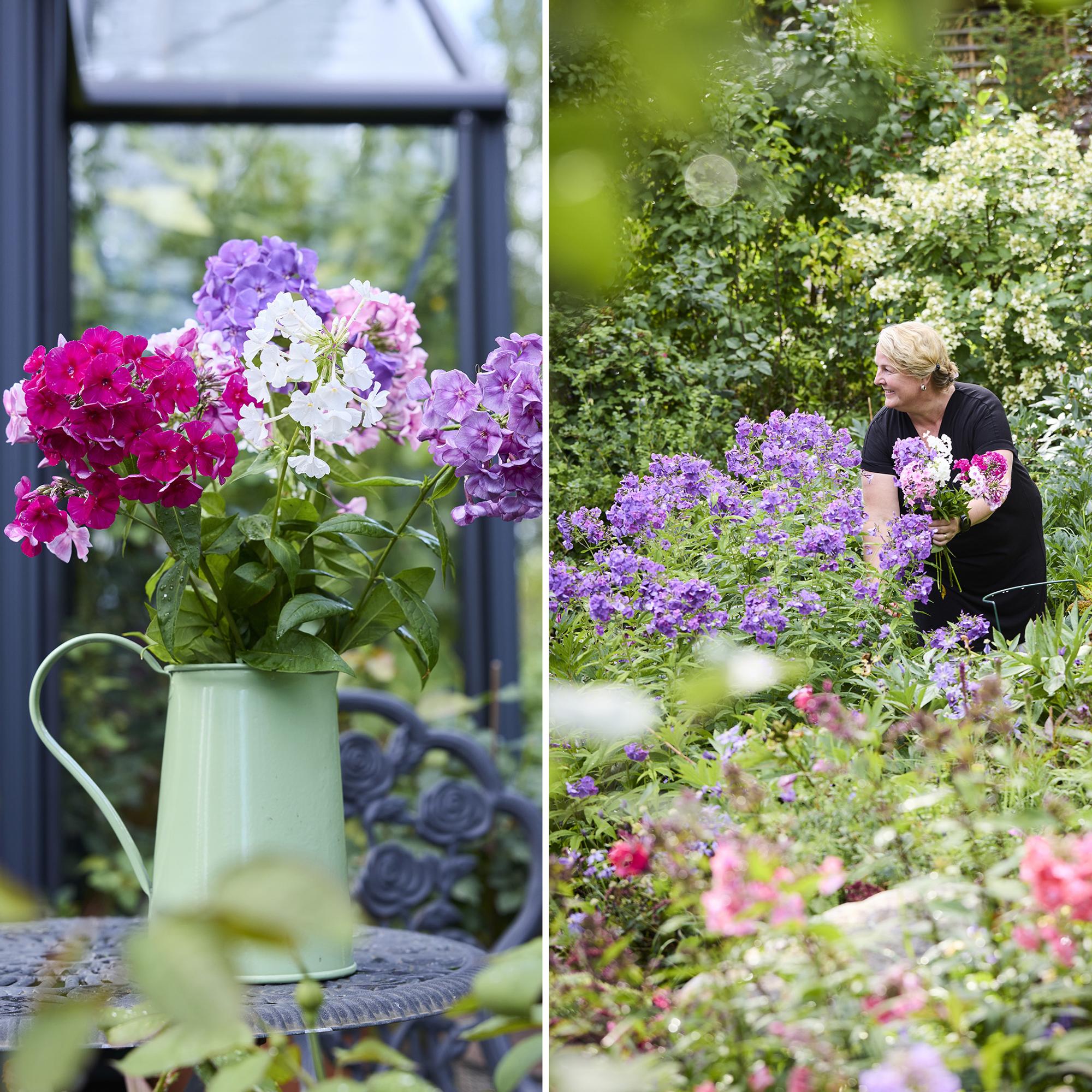 125 phlox varieties fill Leena’s yard—how she keeps them mildew-free and why they share a bed with peonies