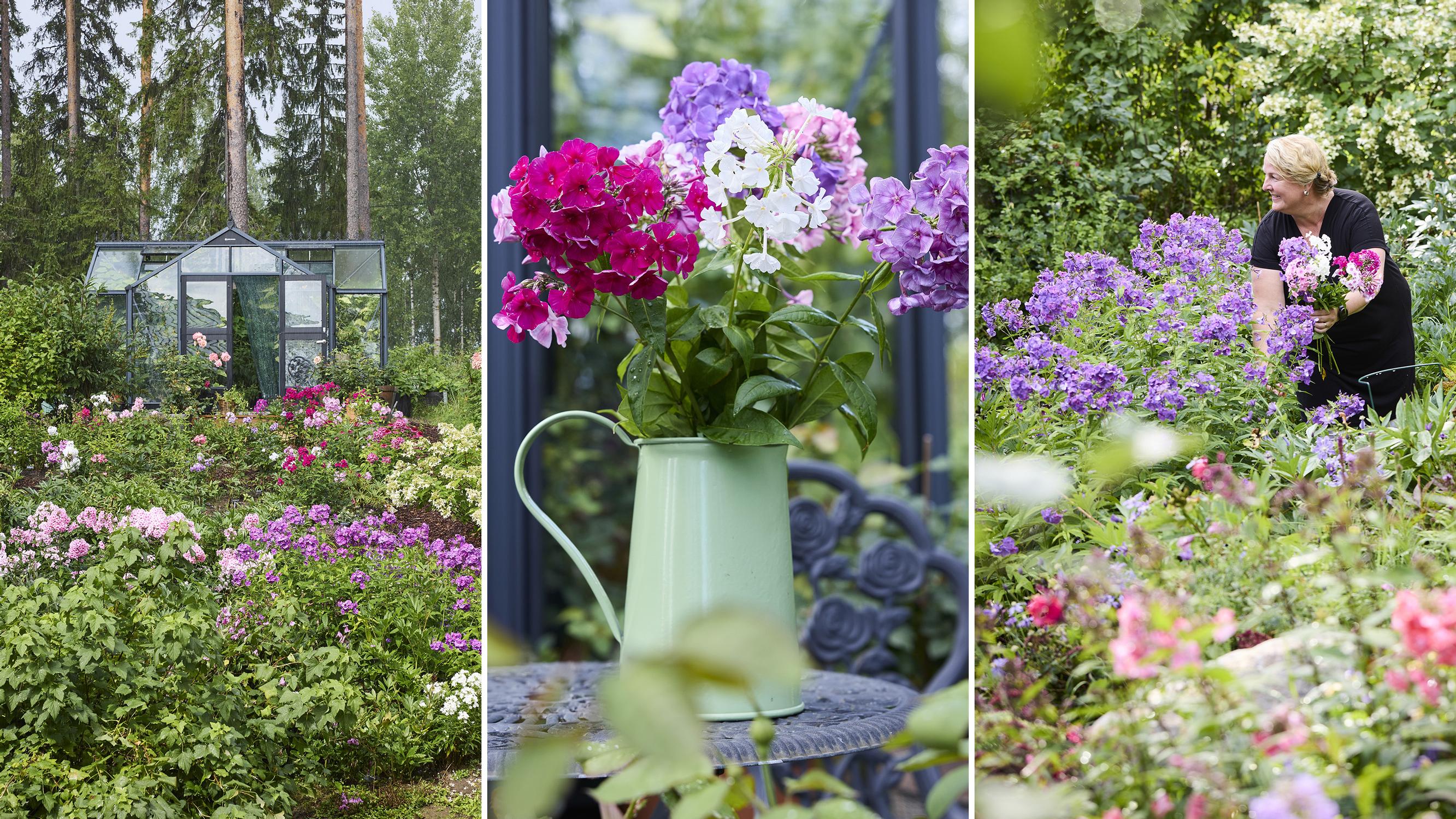 125 phlox varieties fill Leena’s yard—how she keeps them mildew-free and why they share a bed with peonies
