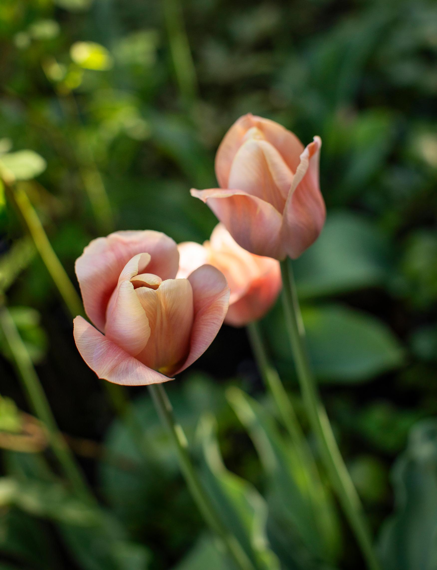 ‘La Belle Époque’ tulip