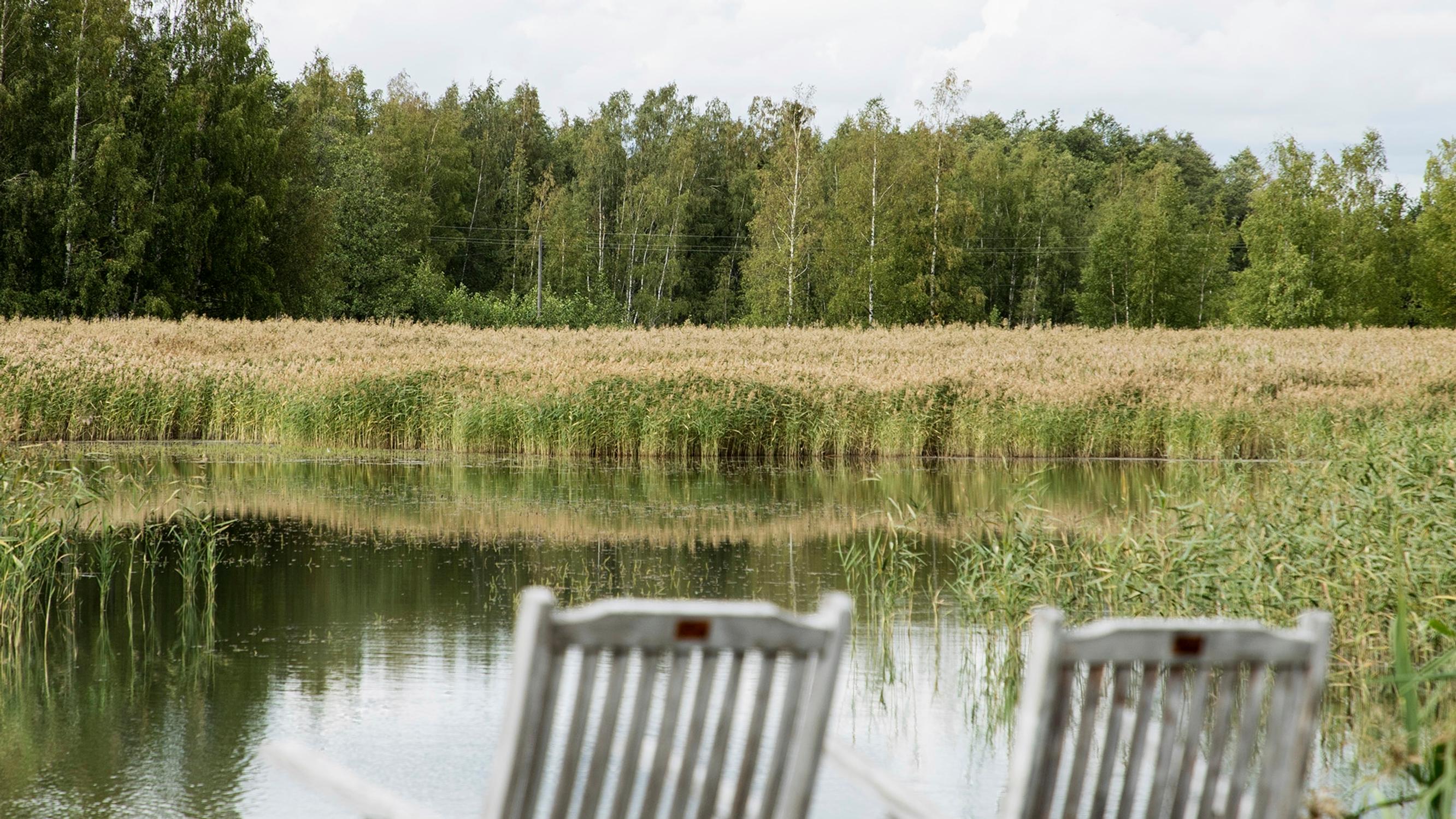 Remove the common reed from your shoreline! An expert’s guide to eliminating the problem