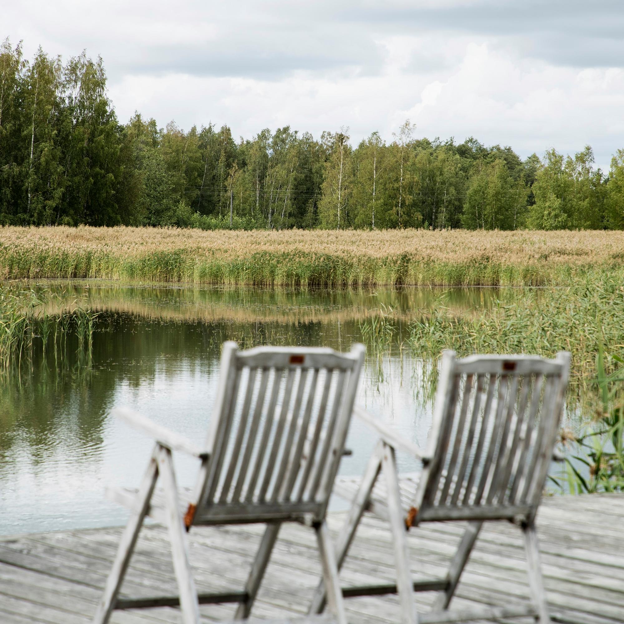 Remove the common reed from your shoreline! An expert’s guide to eliminating the problem