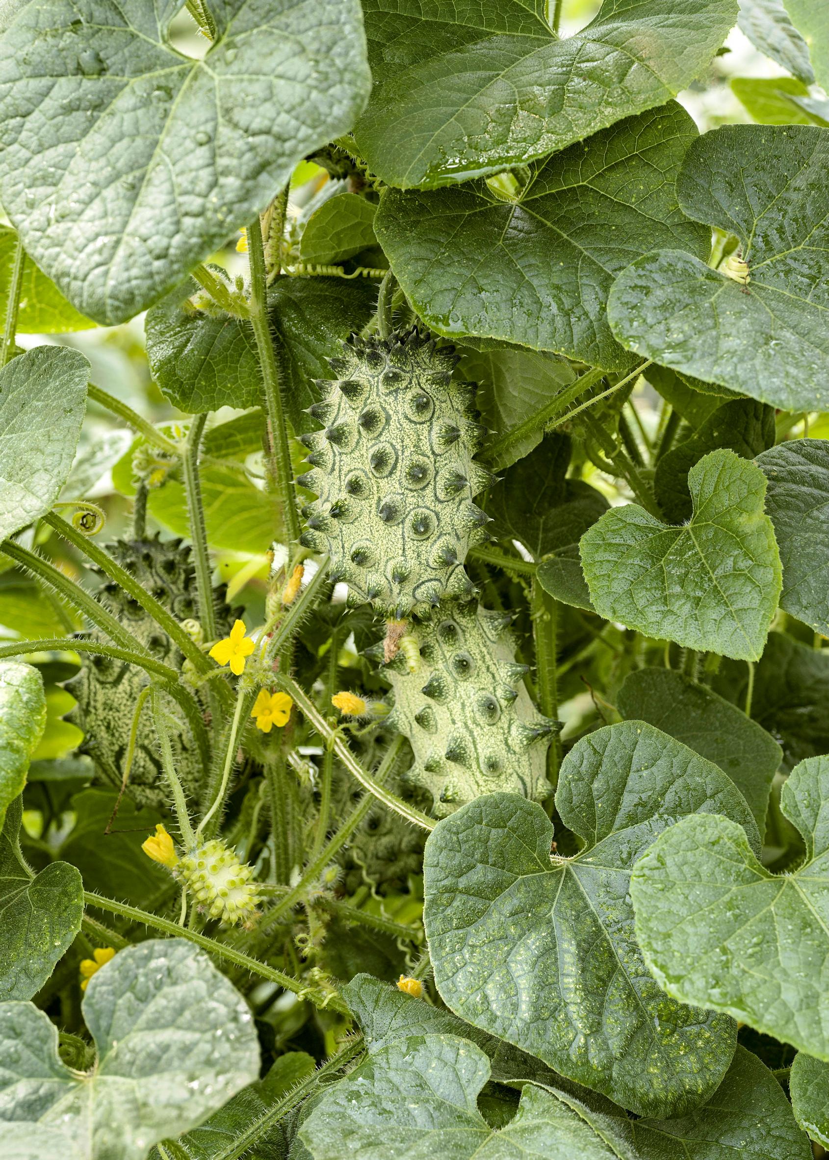 Horned melon