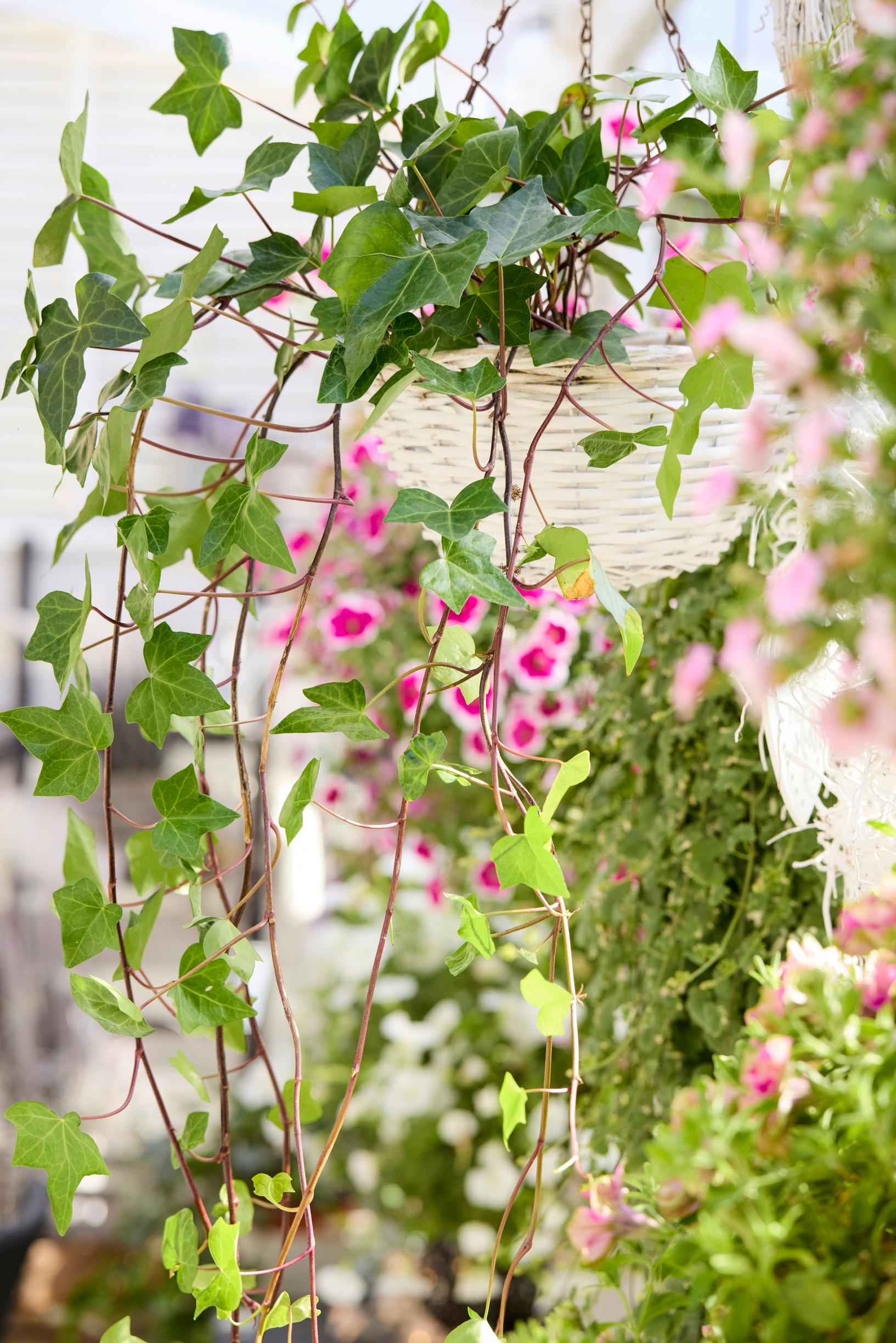 summer-flower hanging baskets: english ivy