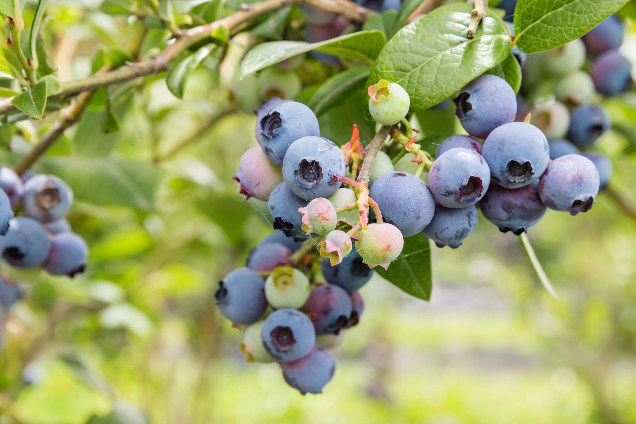How to plant and grow highbush blueberries