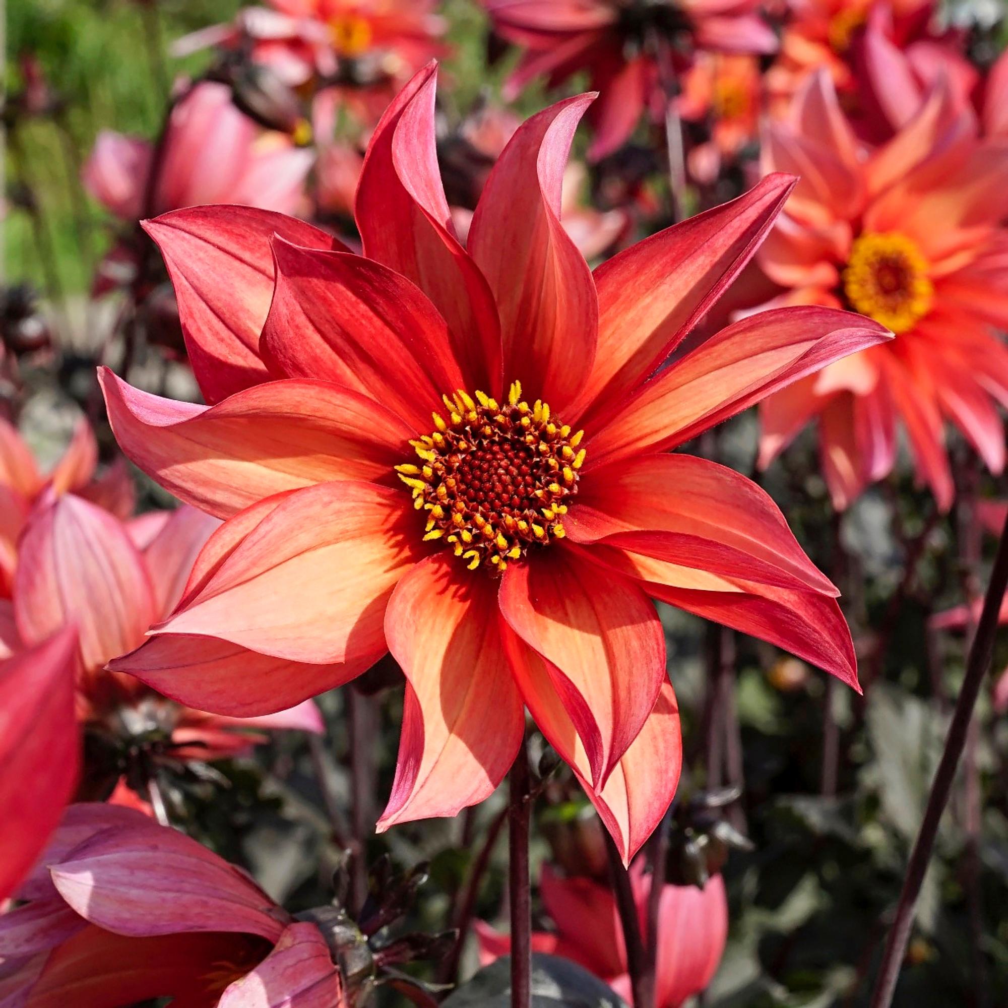 Decorative dahlia ‘Waltzing Mathilda’