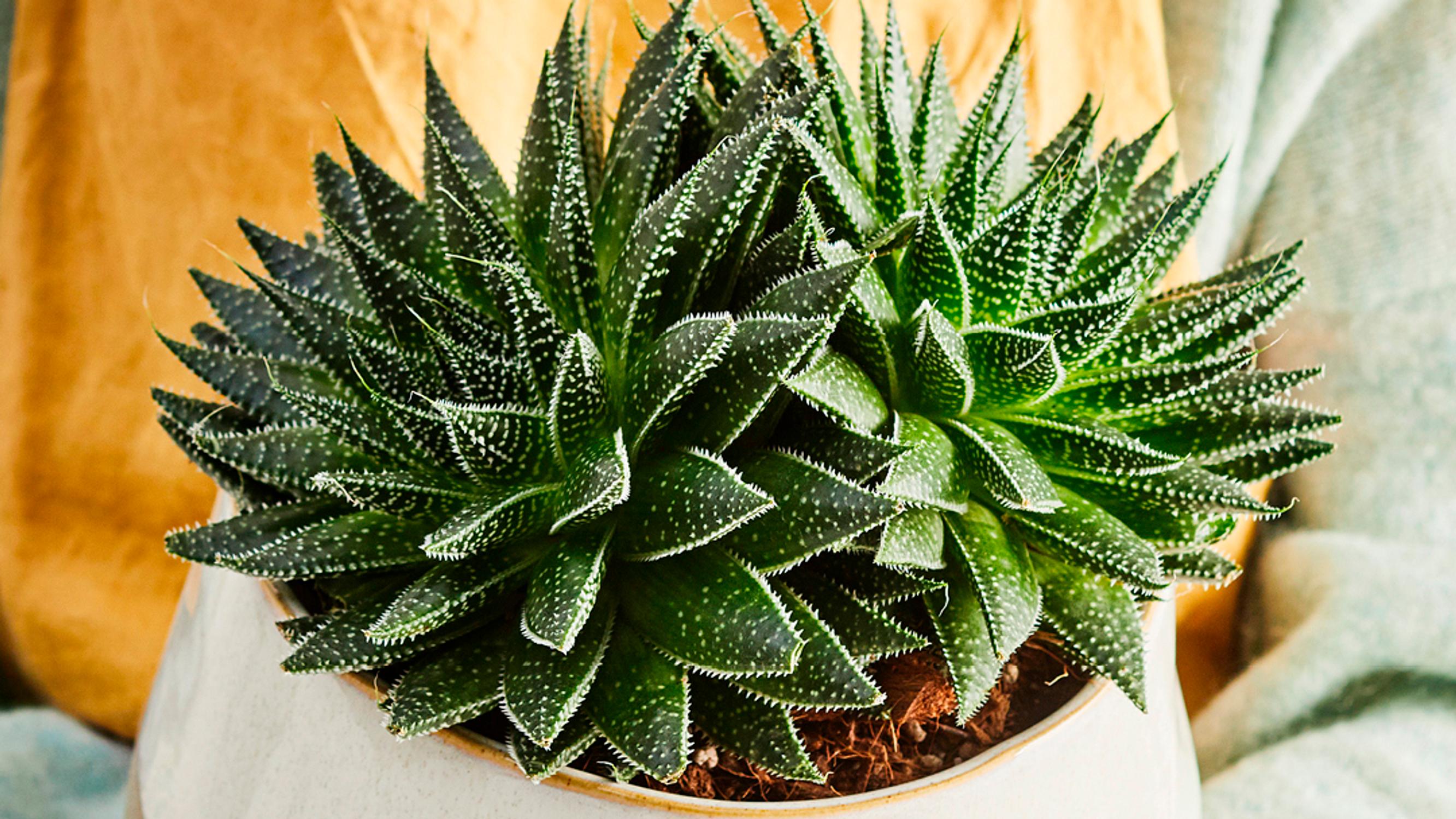Succulent care—how to succeed with these popular plants