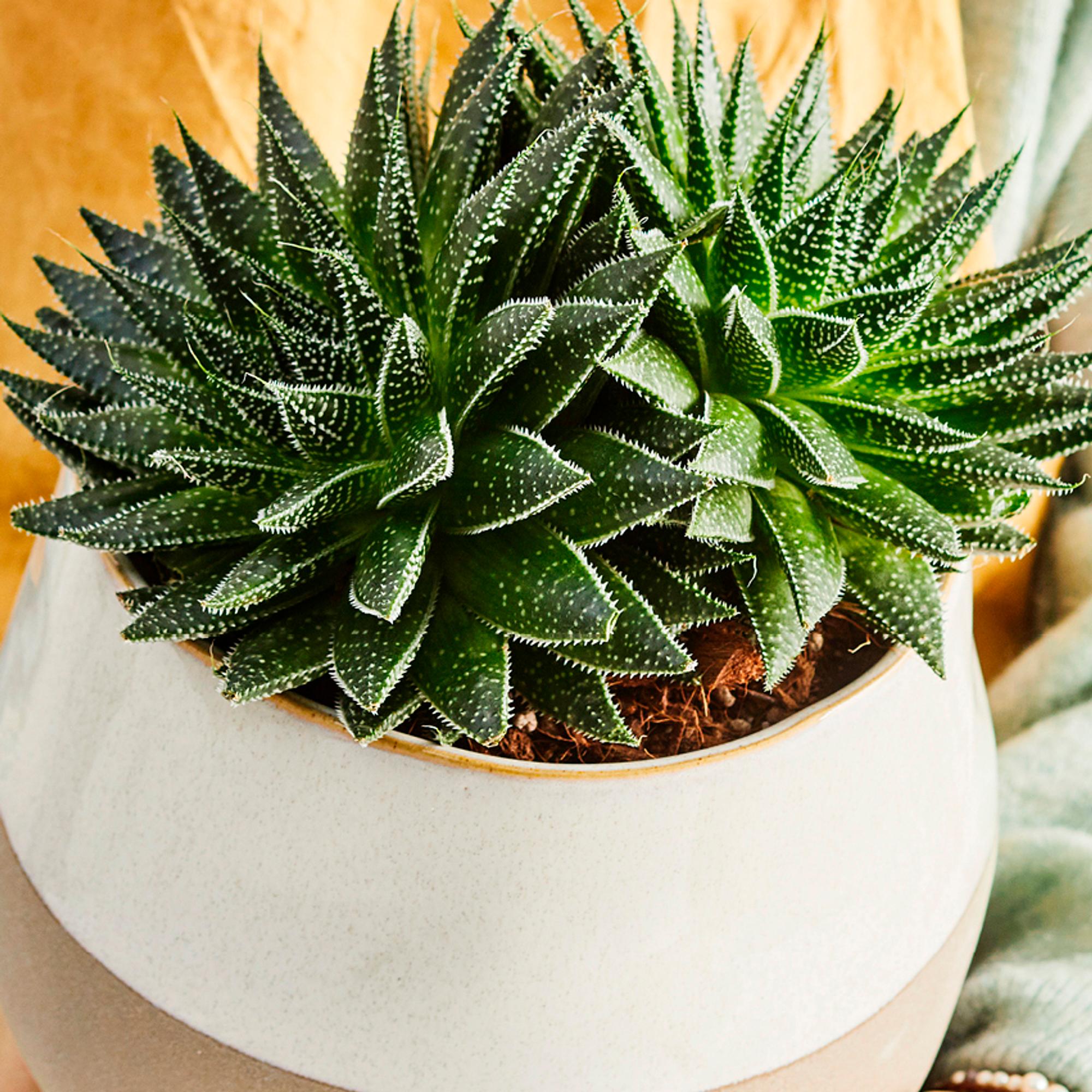 Succulent care—how to succeed with these popular plants