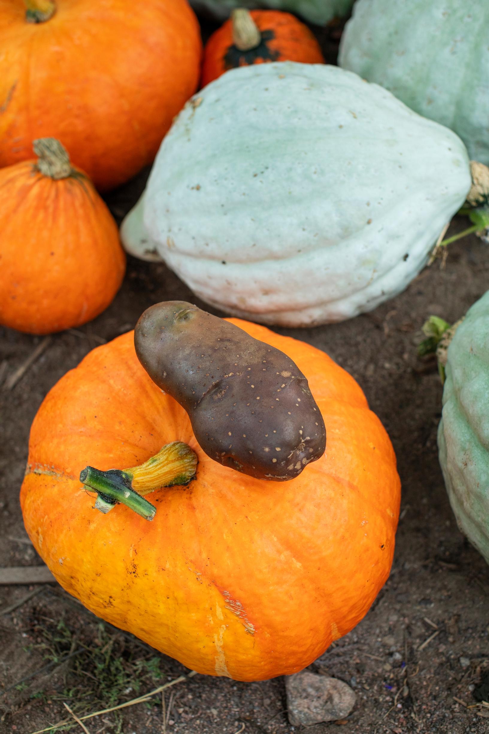 On top of the butternut squash is a giant potato ‘Kondor.’