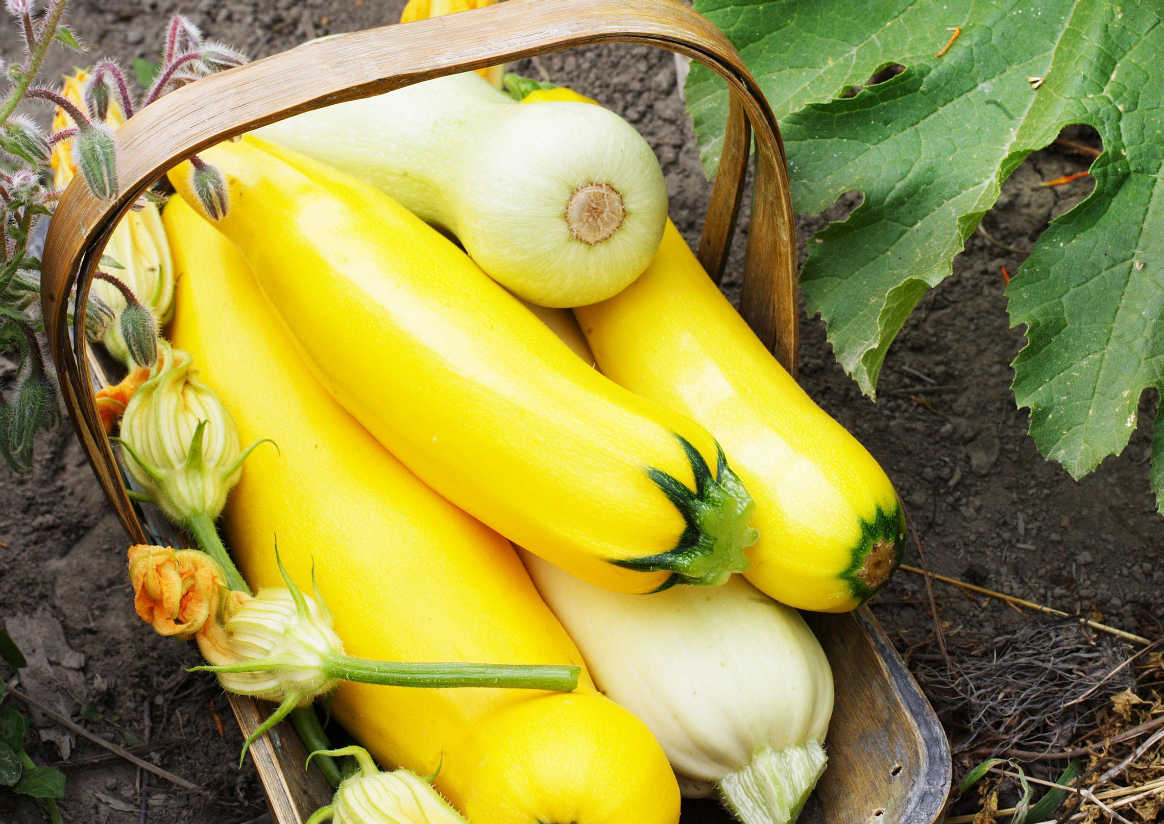 How to grow zucchini: long, yellow zucchinis