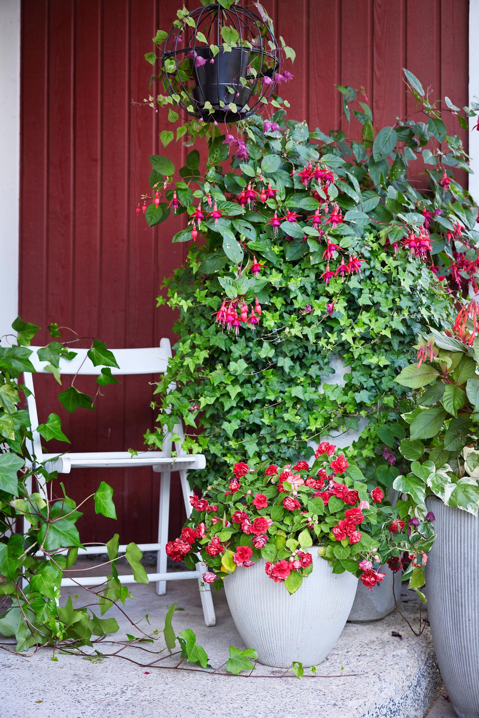 Busy lizzies, ivies, as well as ball fuchsia and trailing fuchsia thrive in the shaded entryway.