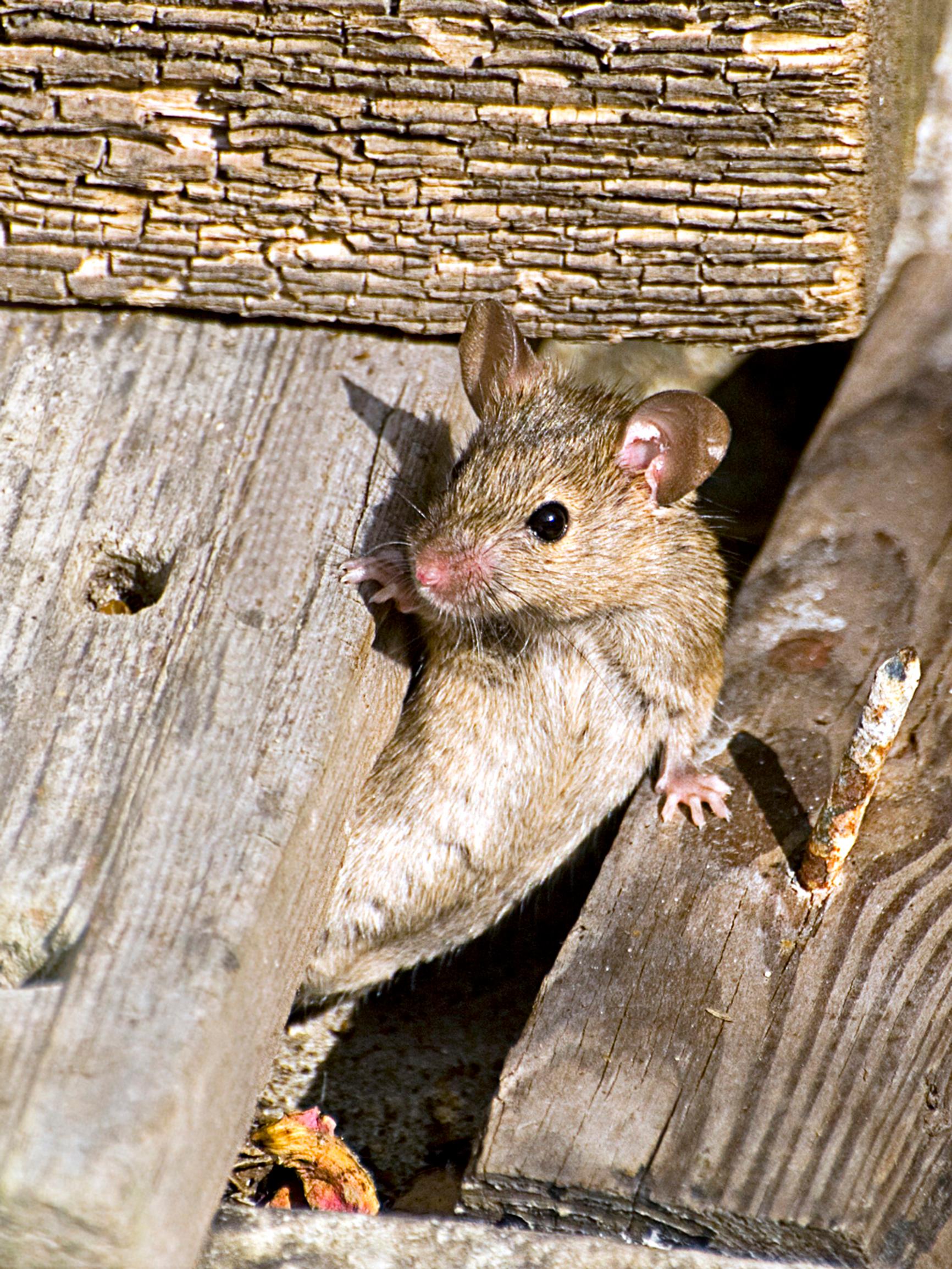 How to banish mice from your home—it’s tough, but these methods work