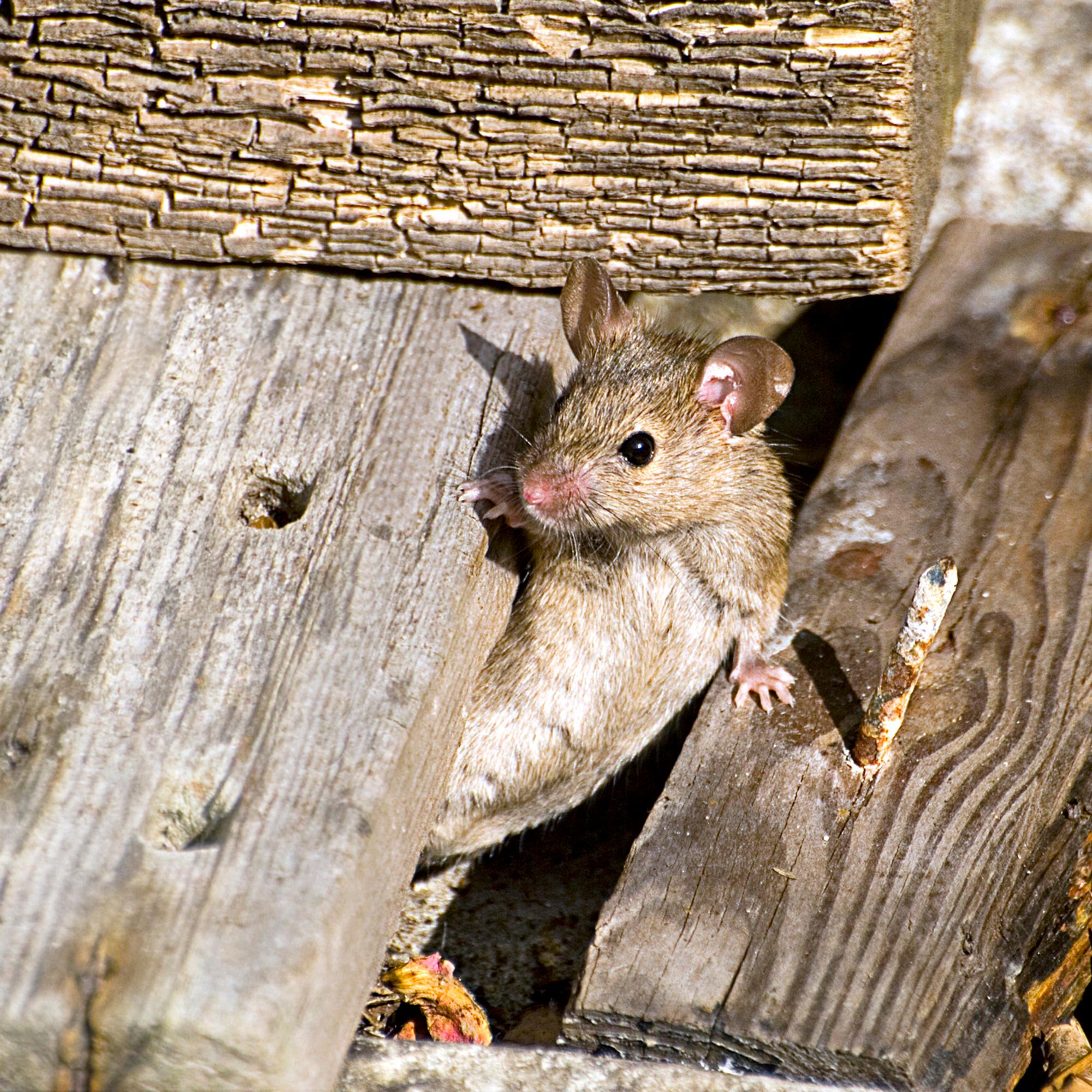 How to banish mice from your cabin—it’s tough, but these methods work