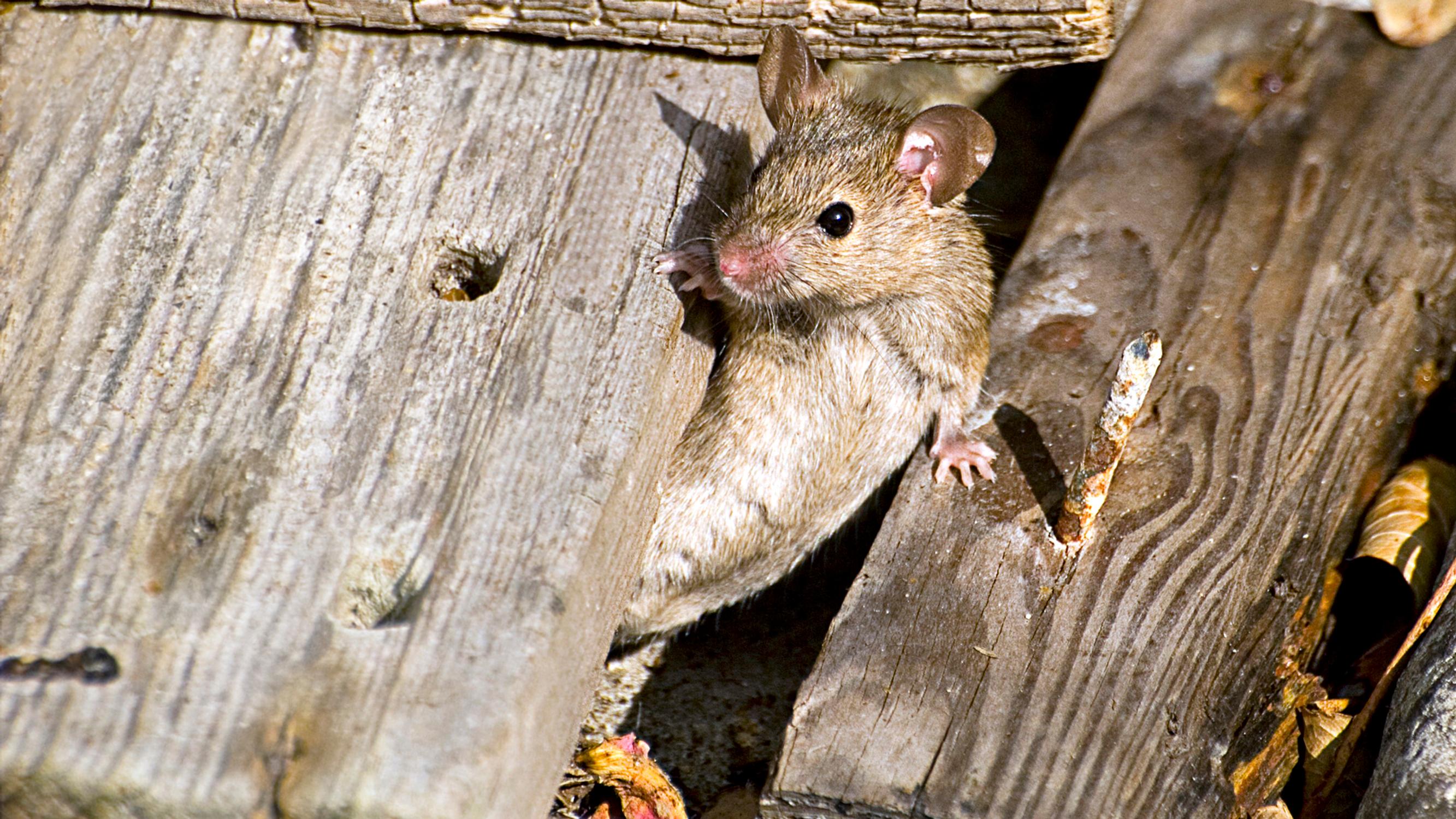 How to banish mice from your home—it’s tough, but these methods work