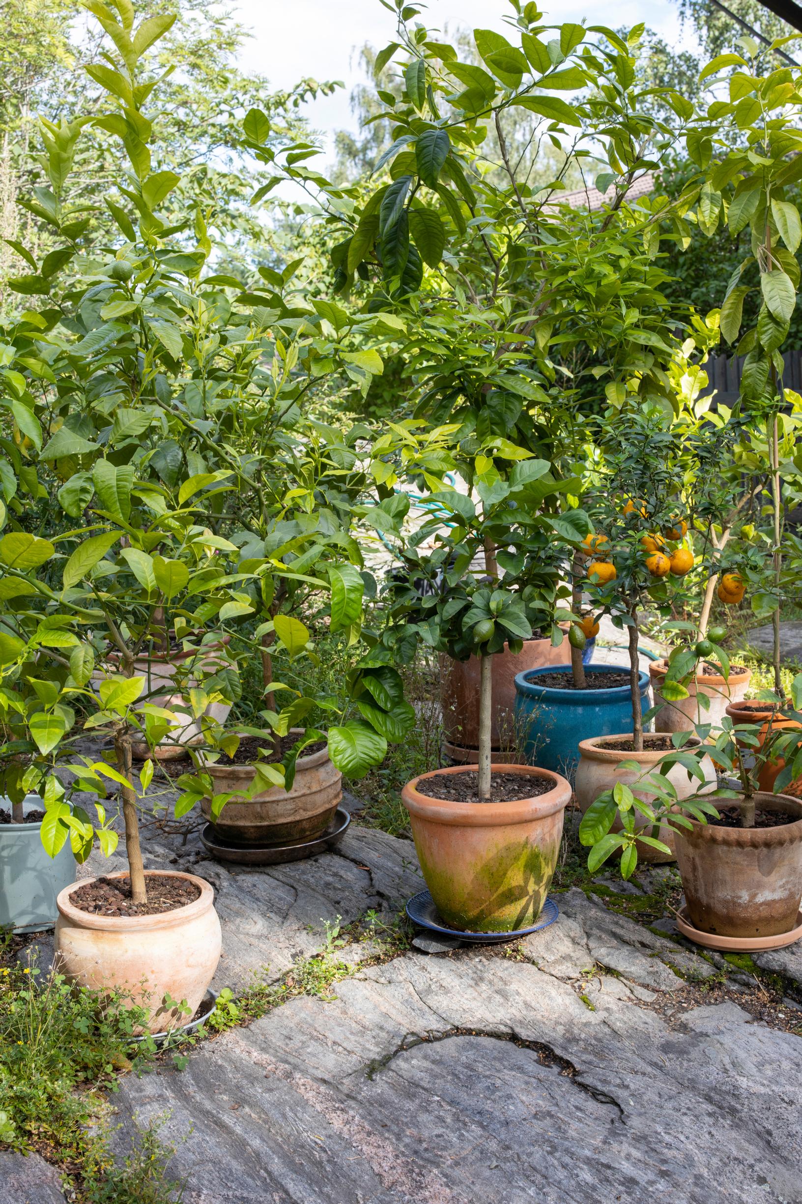 Citrus trees in the garden