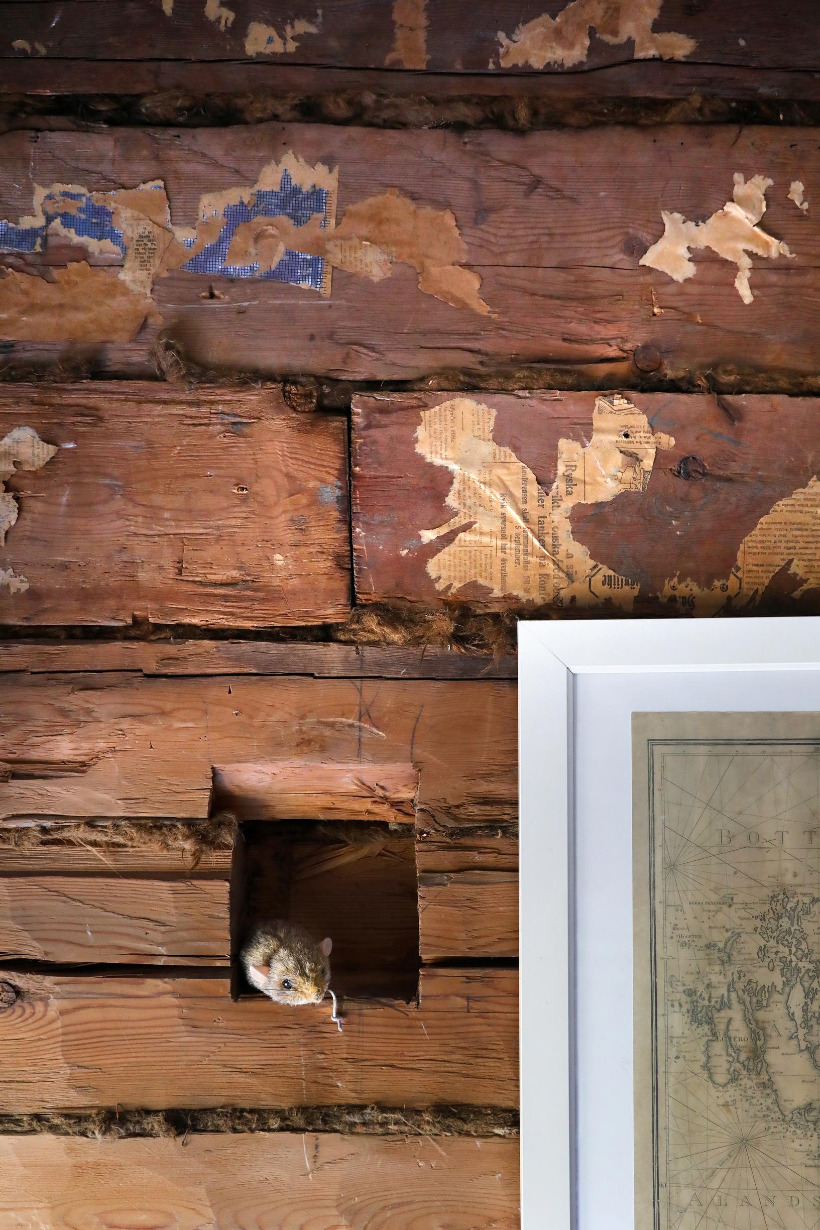 A nook in the old timber with a toy mouse