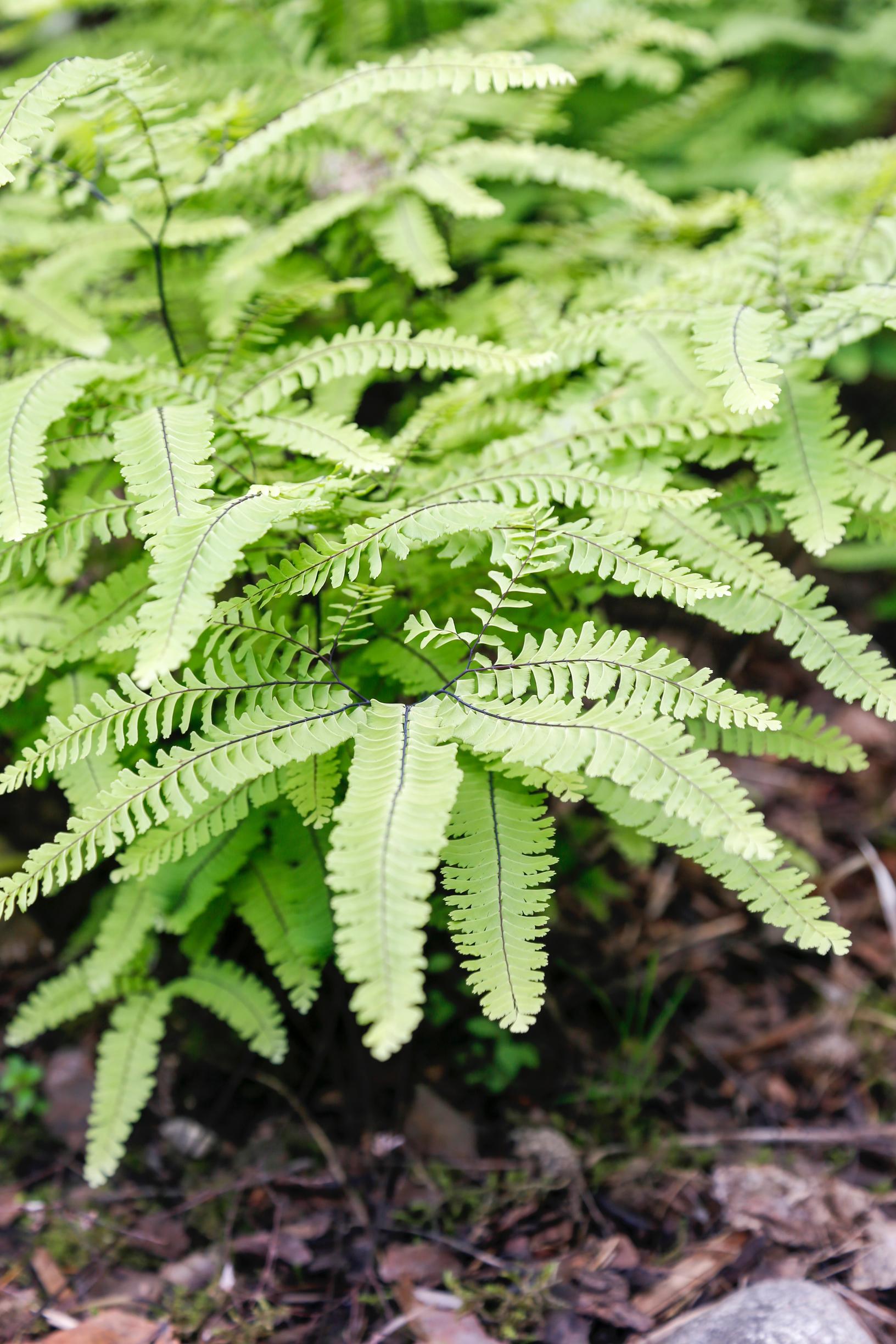 Ferns bring a lush, jungle-like vibe to the garden—choose your favorite from these hardy and easy-care species
