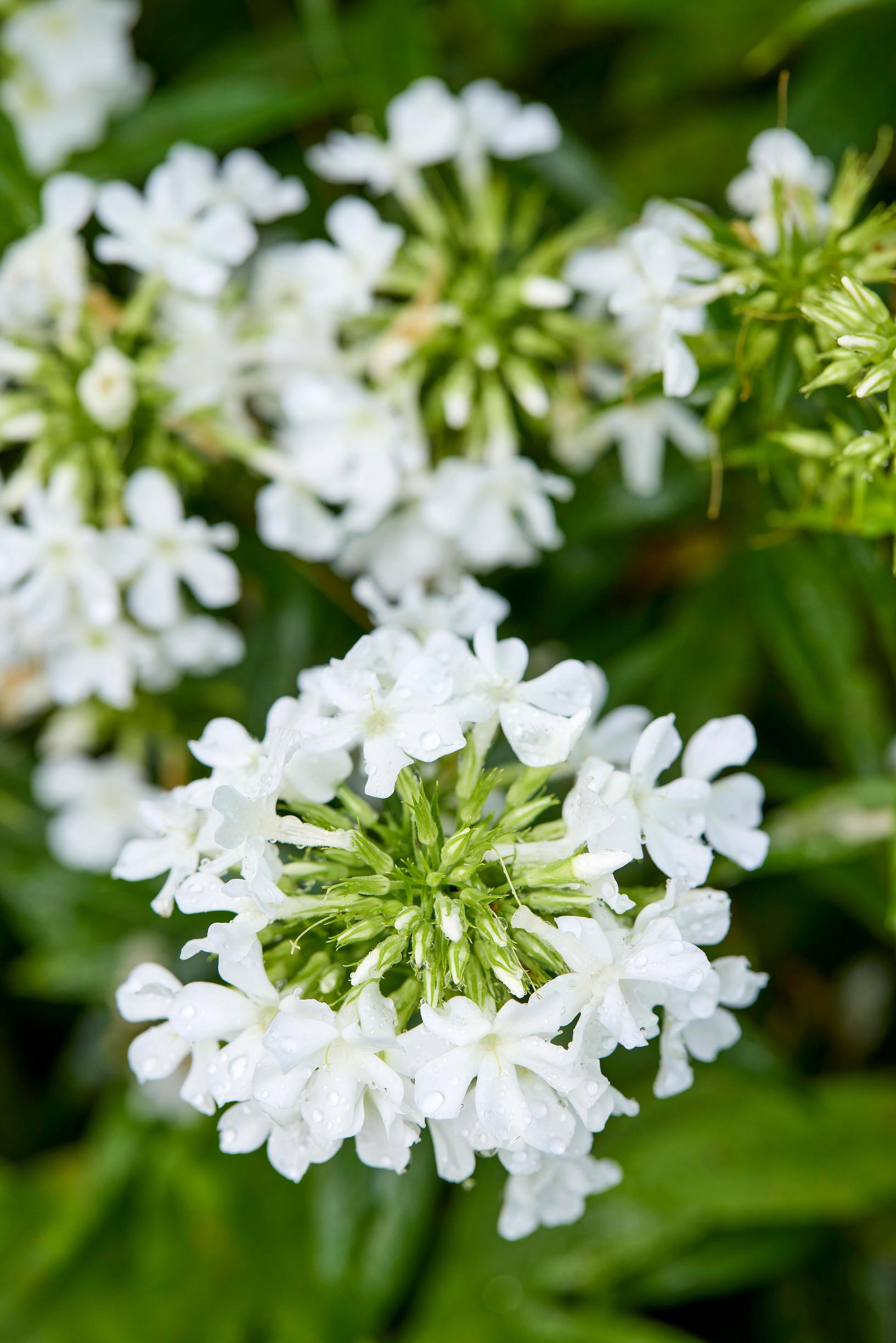 phlox
