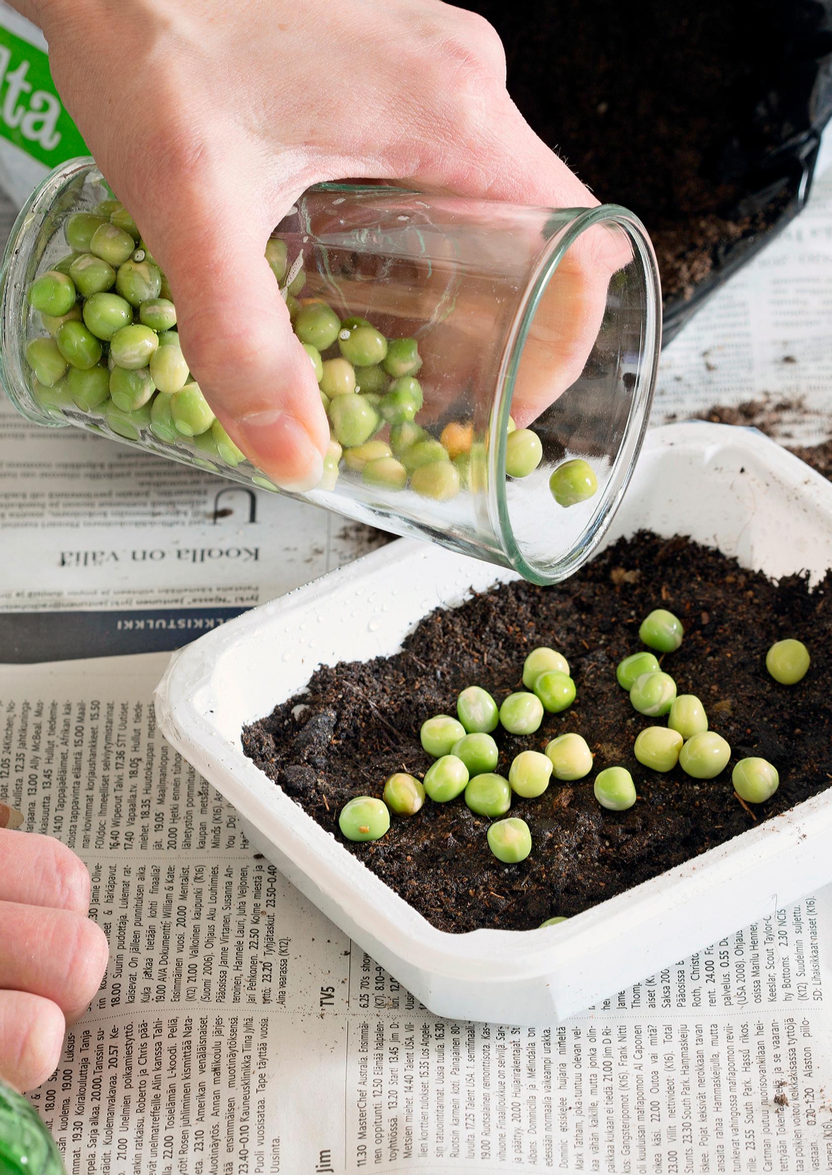 growing pea shoots