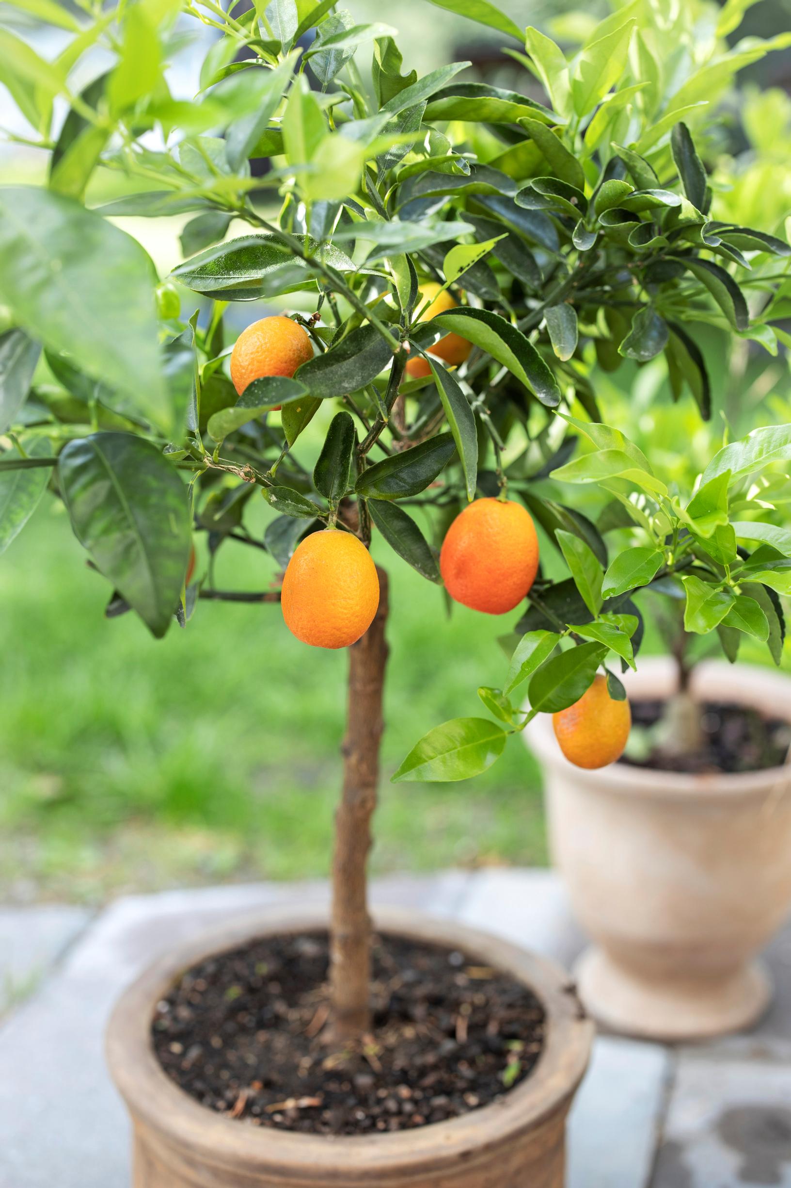 ‘Kuckle’ (Citrus ‘Kucle’), also known as klentiinikvatti