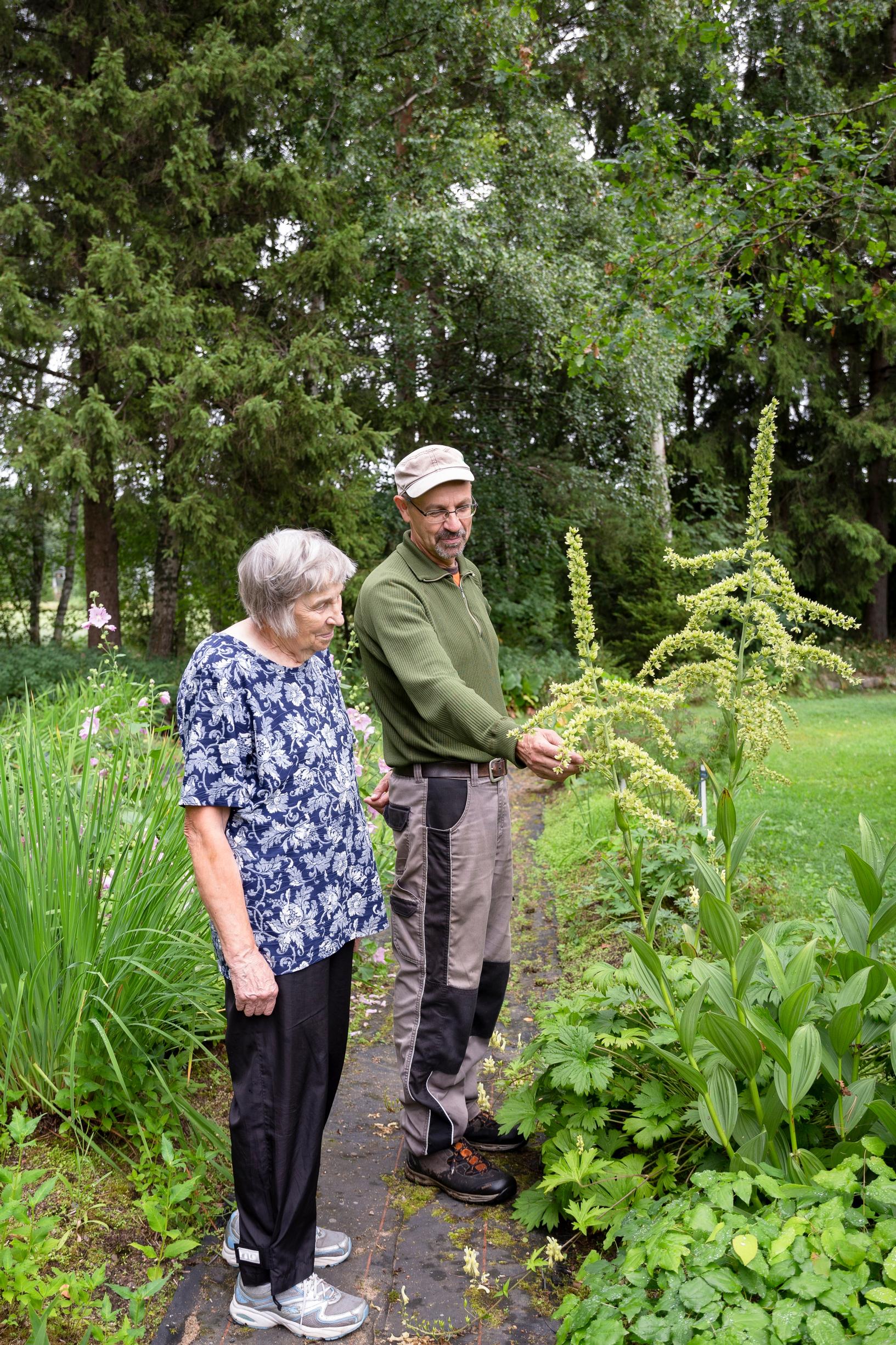 giant valerian