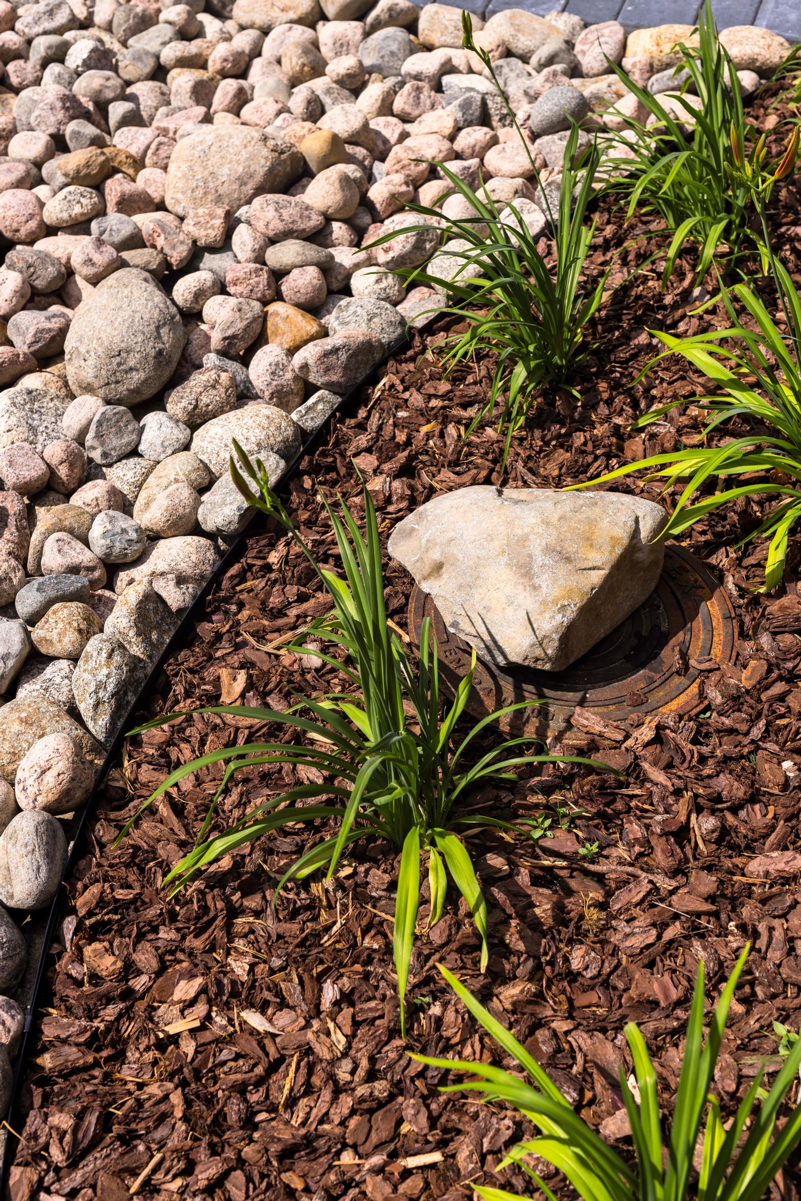japanese garden: Tawny daylily