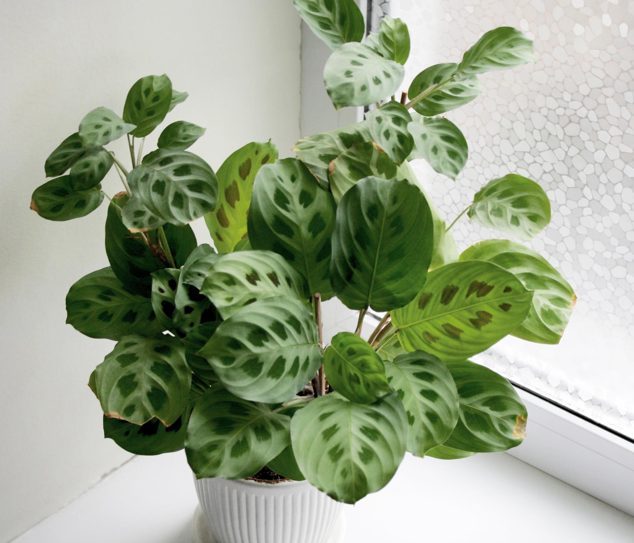The prayer plant is a classic houseplant whose charm lies in its unusual leaves—get our tips for growing and caring for it