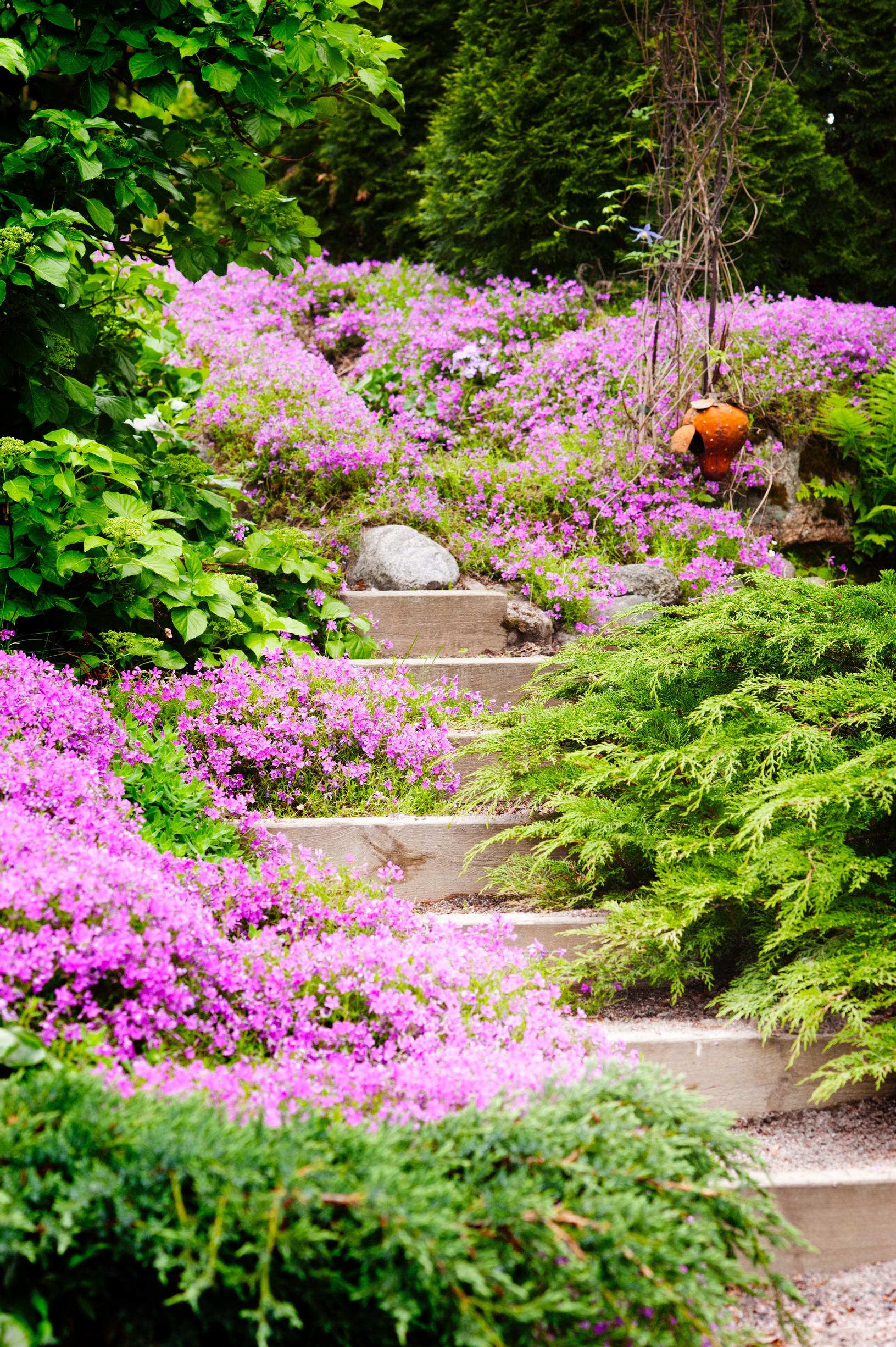 ground cover plants