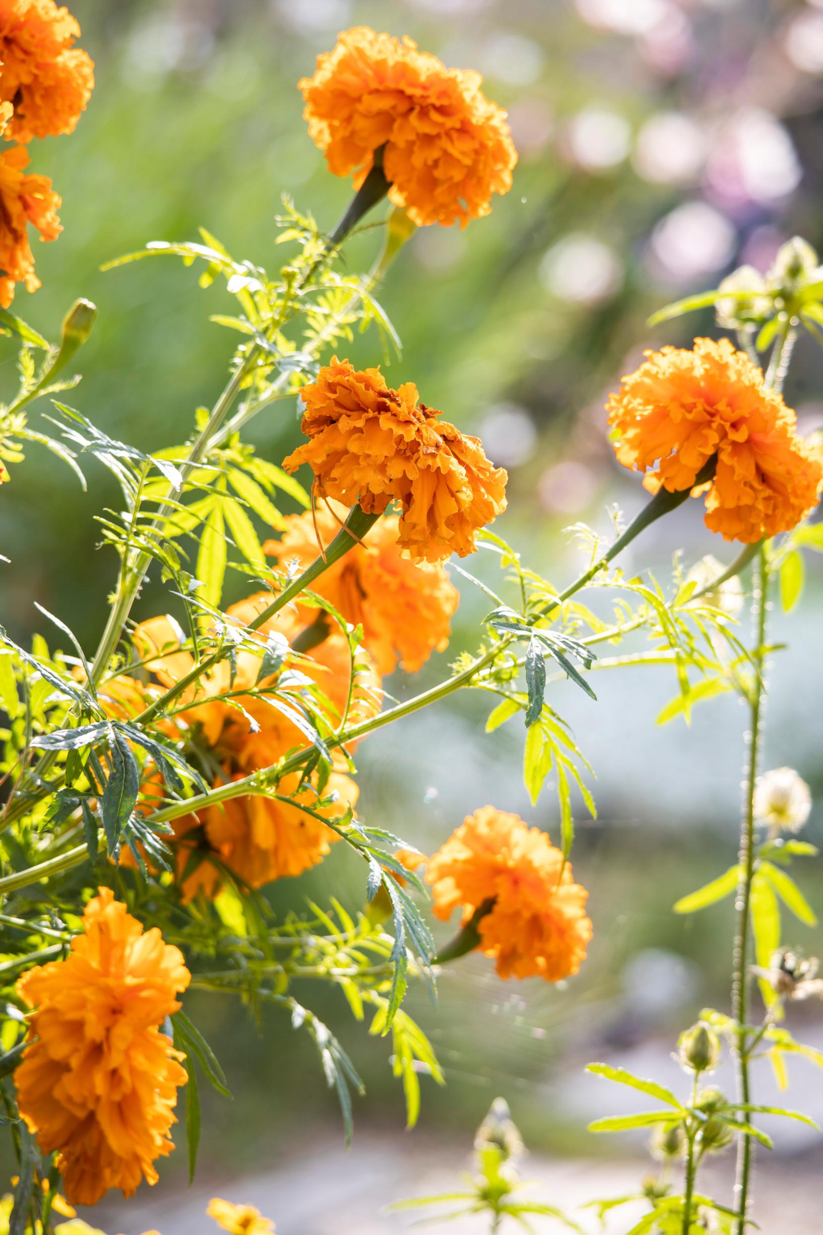 African marigold