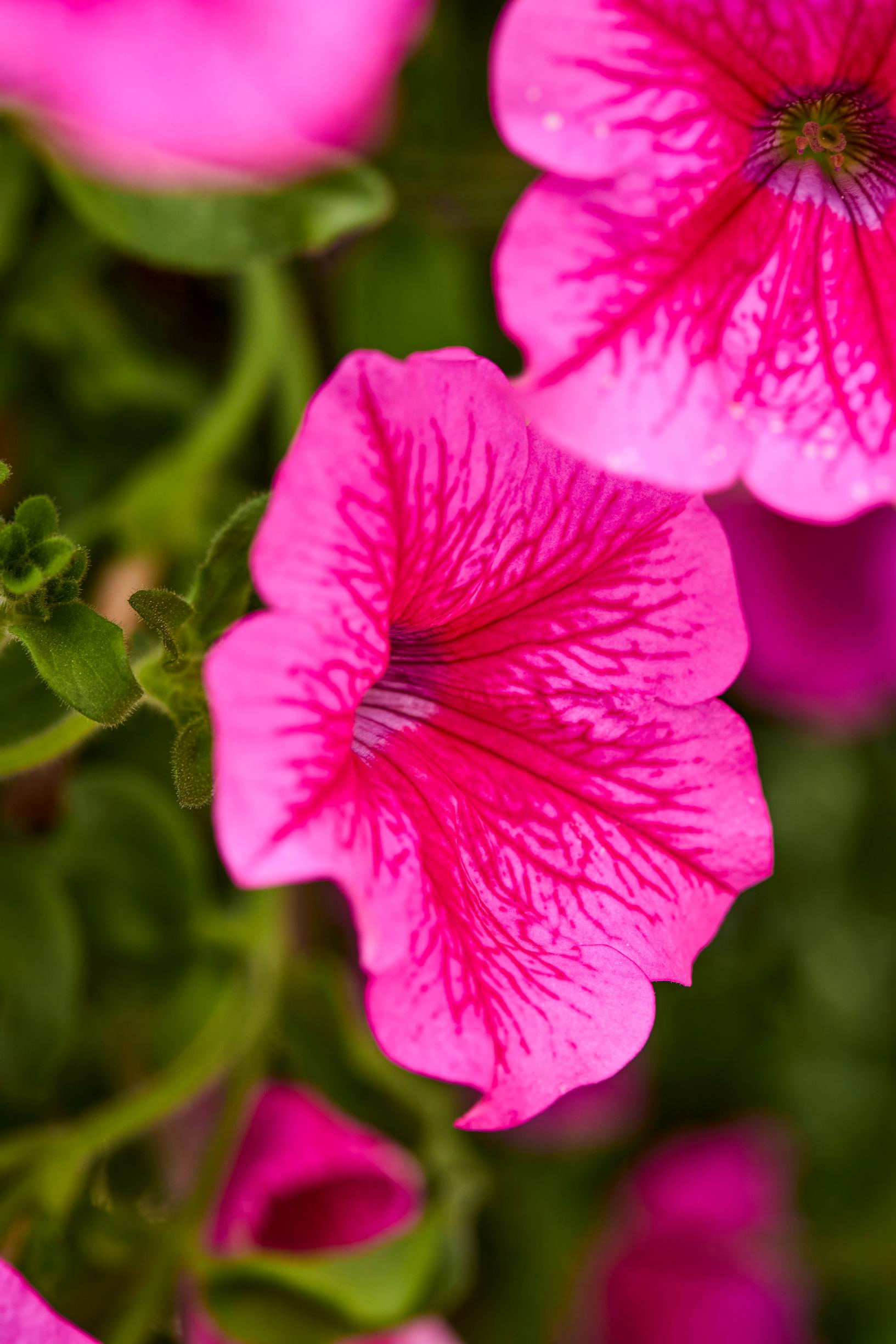 summer-flower hanging baskets: pink petunia.