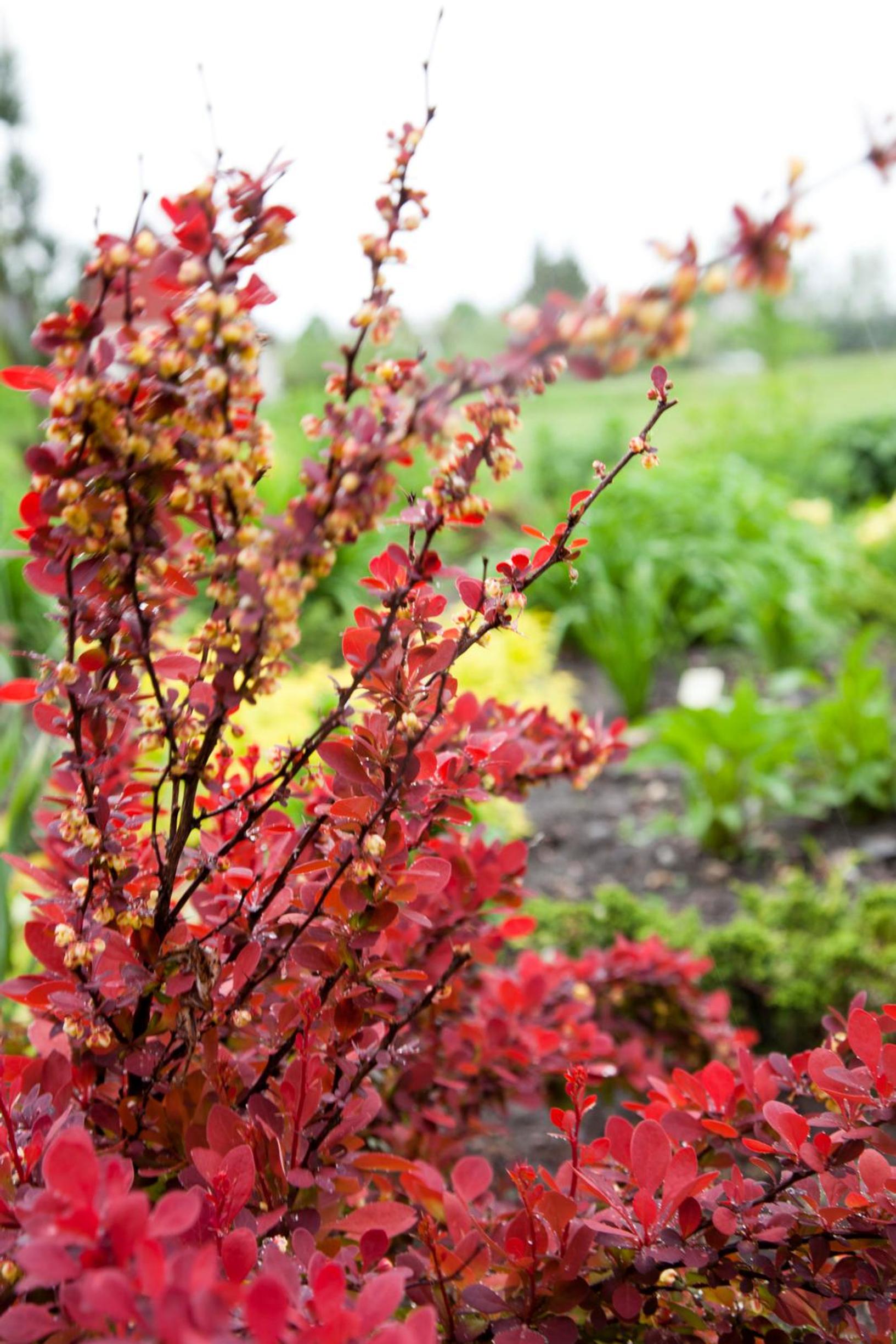 deer-resistant plants