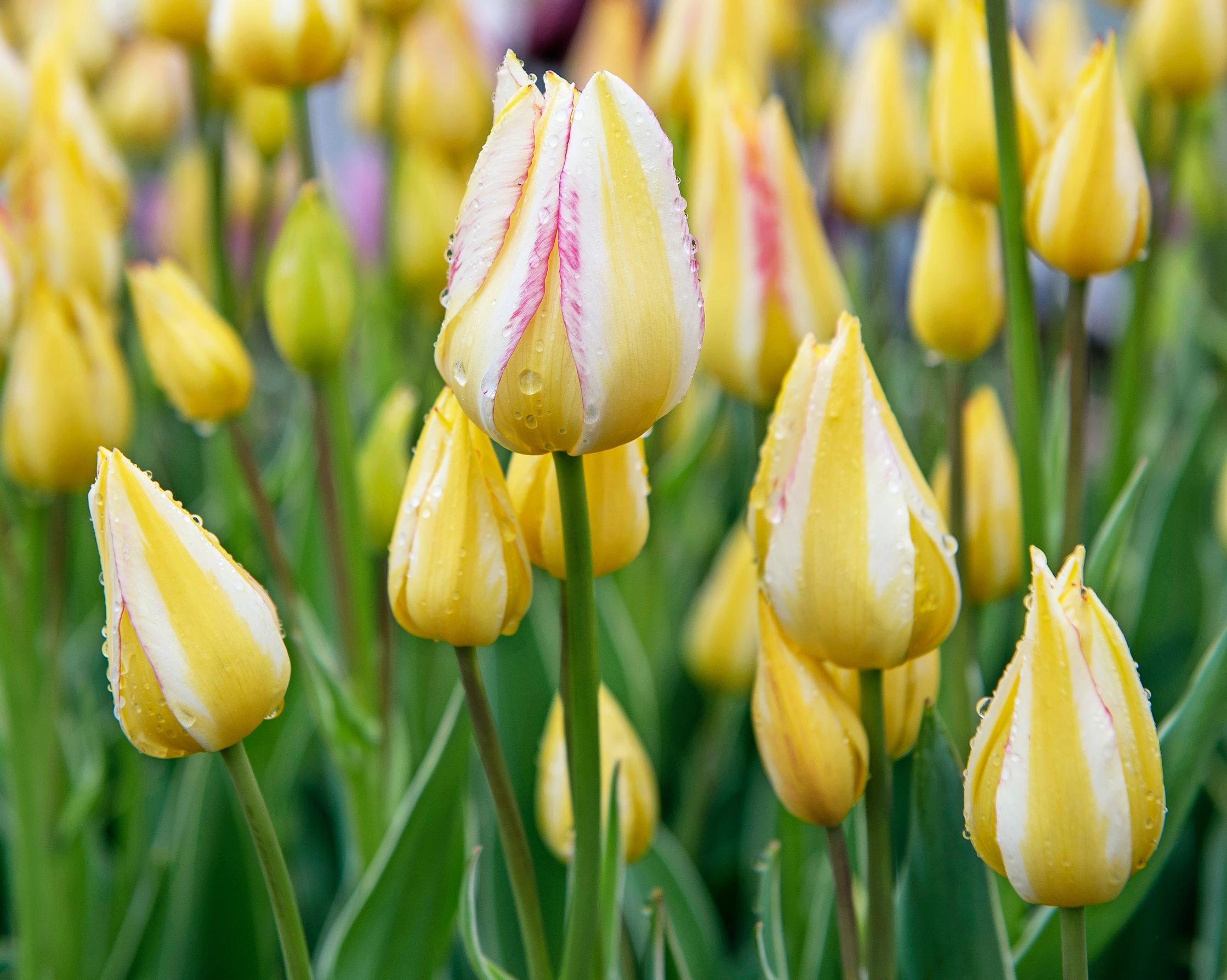 Multiflowering tulips: summer chalice tulip ‘Antoinette’