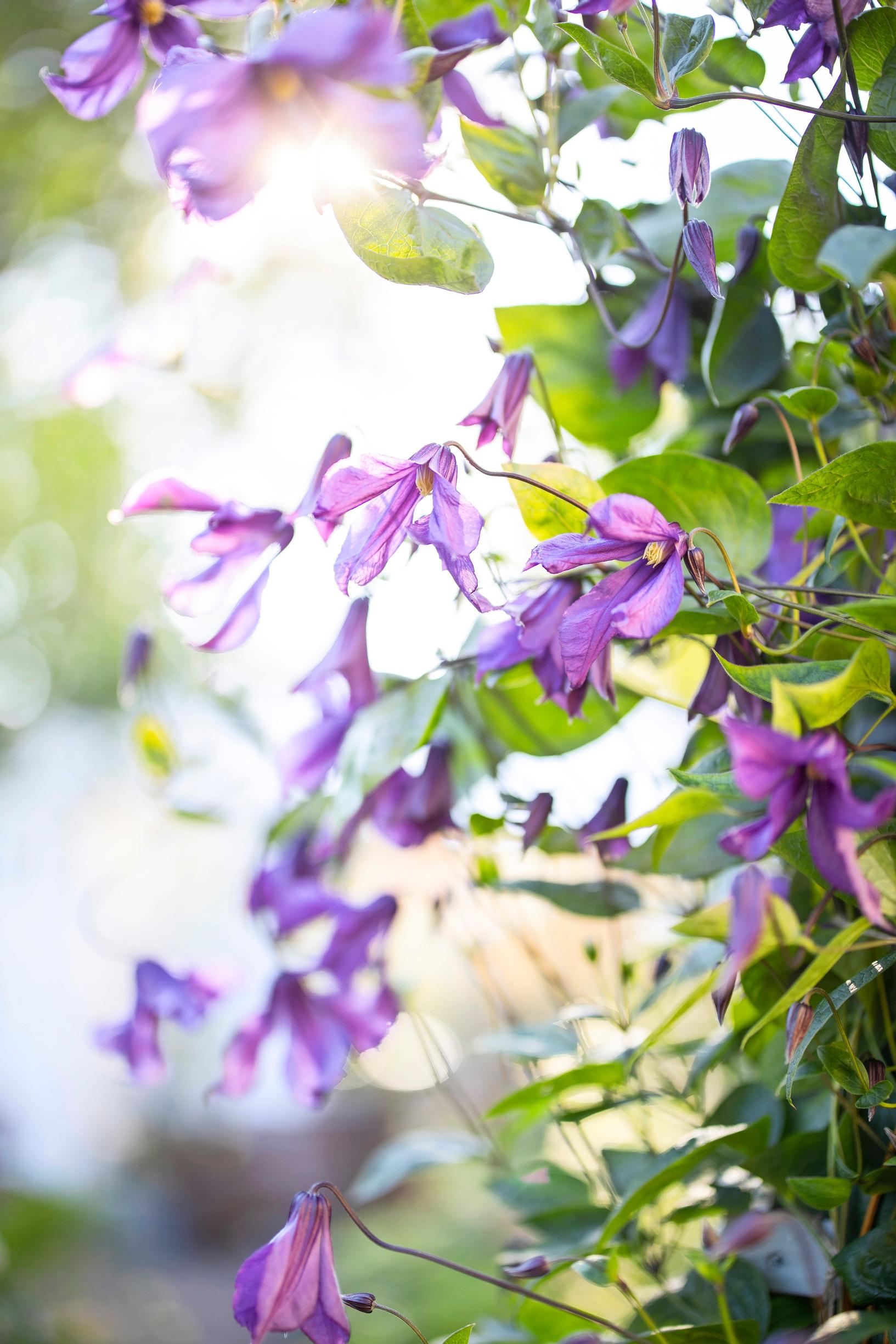 ‘Pamjat Serdtza’ bellflower clematis