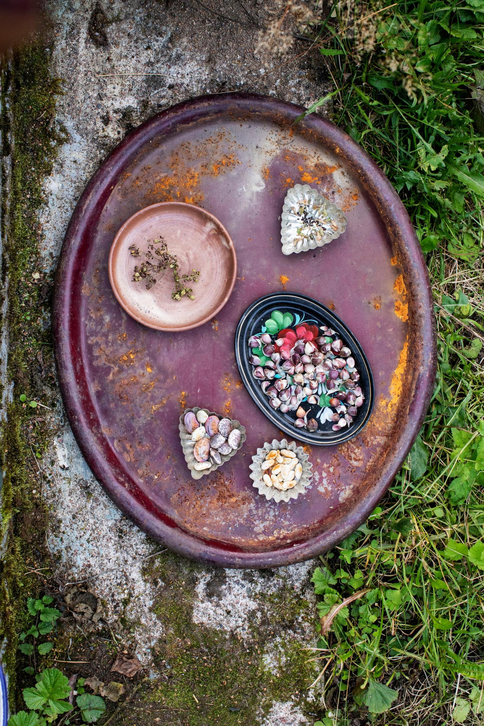 Seed harvest from Stella's garden