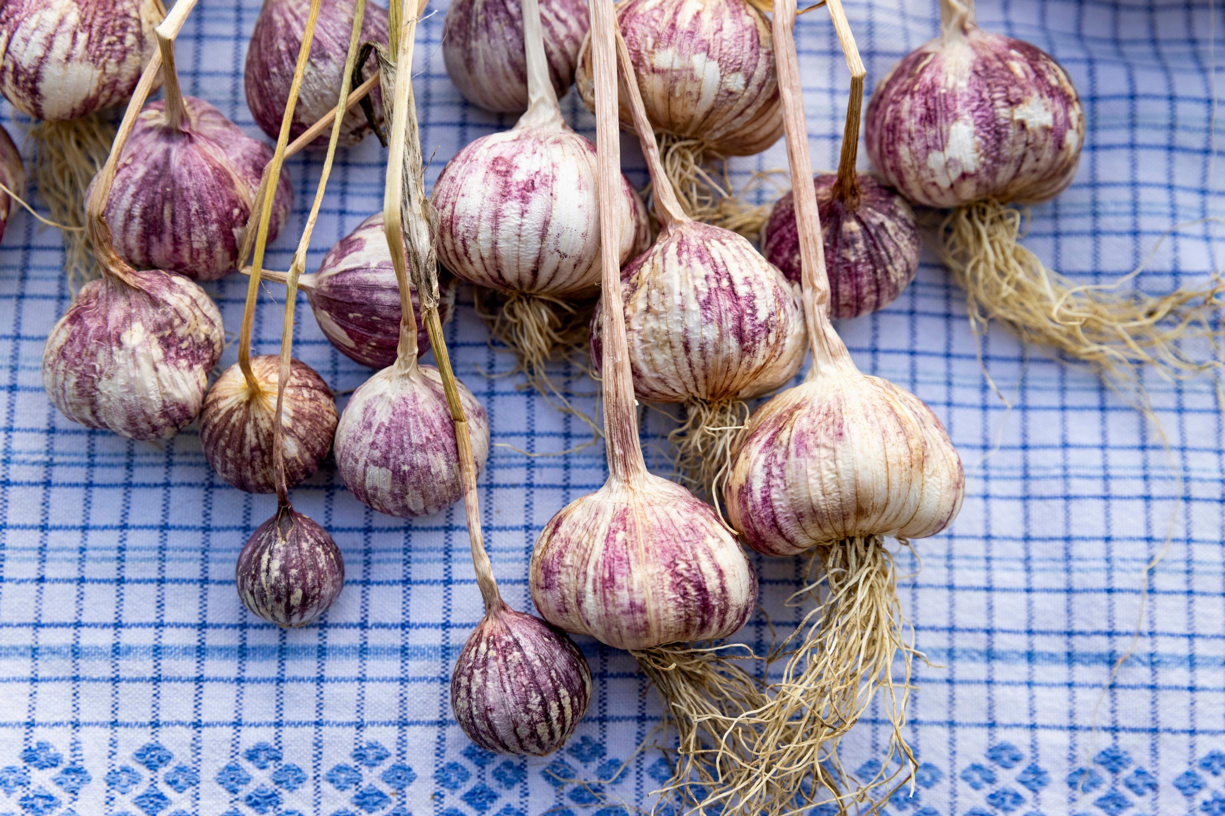 ‘Lotus’ is a special garlic variety.