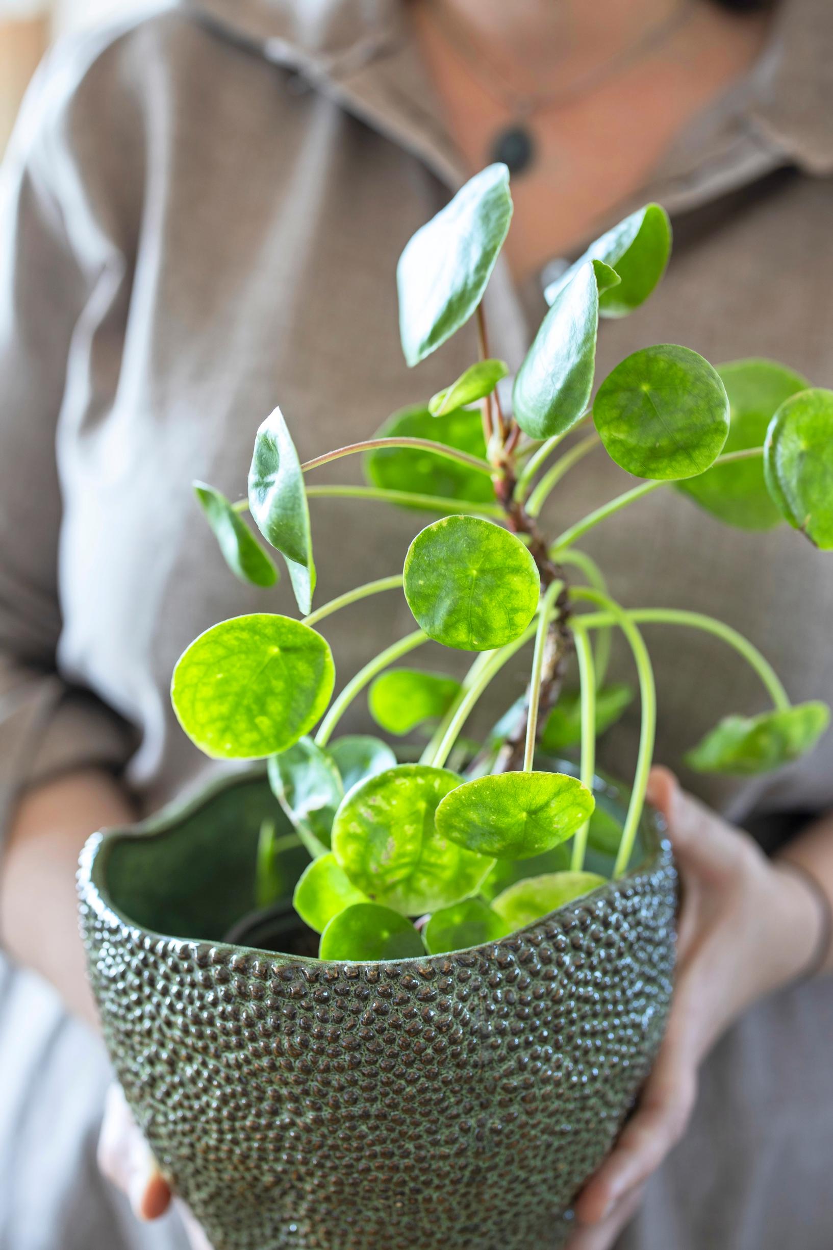 Meet Chinese money plant: the perfect easy-care houseplant for beginners