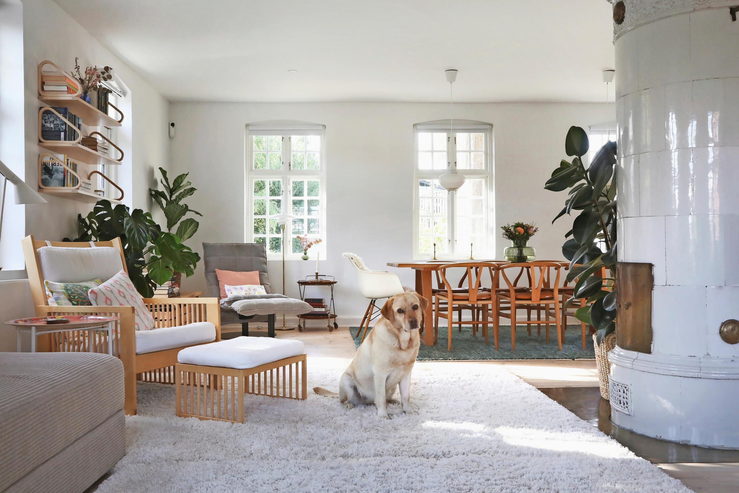 In the living room, an Artek 444 chair and, in the background, a K-chair, with a dog relaxing on the soft rug