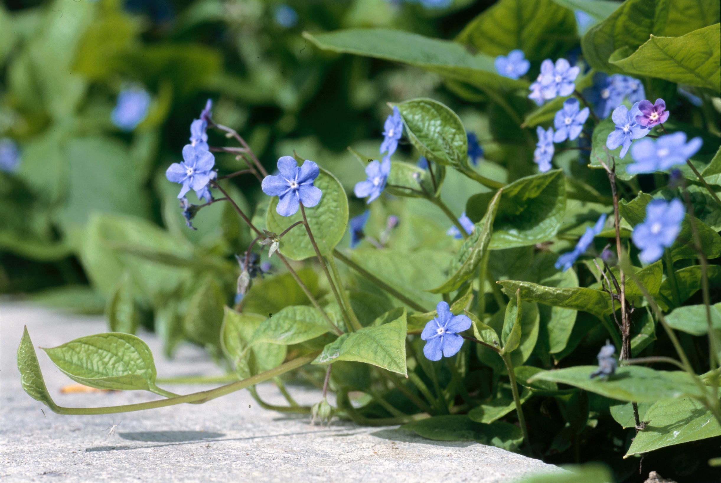 ground cover plants: Creeping navelwort
