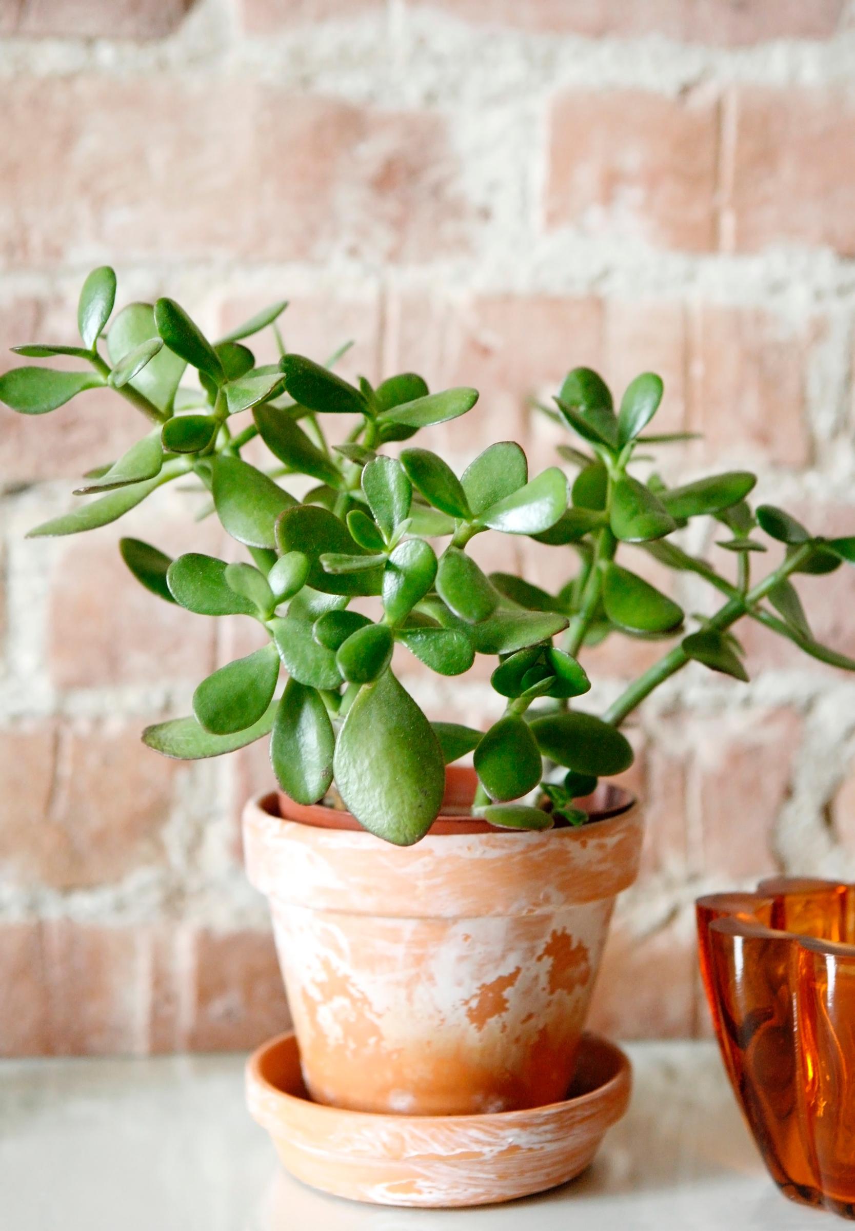 Jade plant care