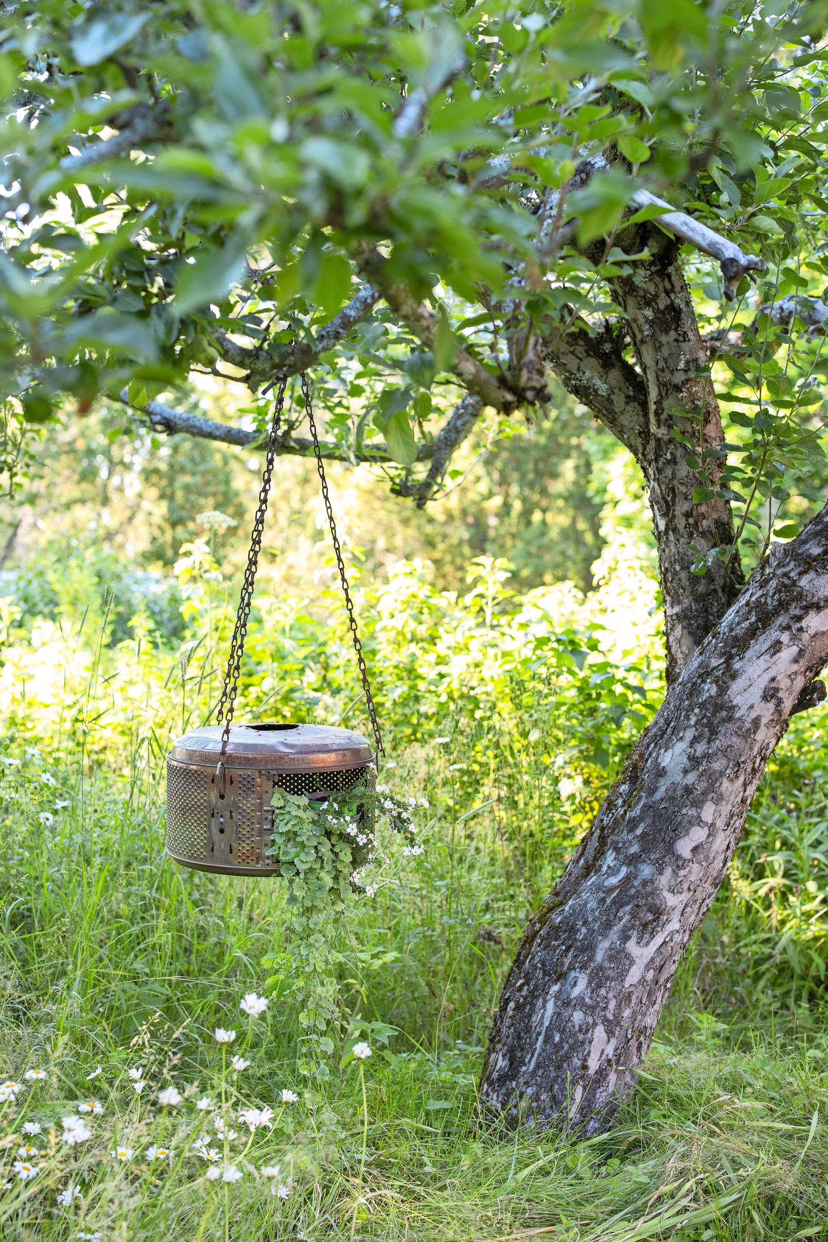 An old washing machine drum hanging from an apple tree.