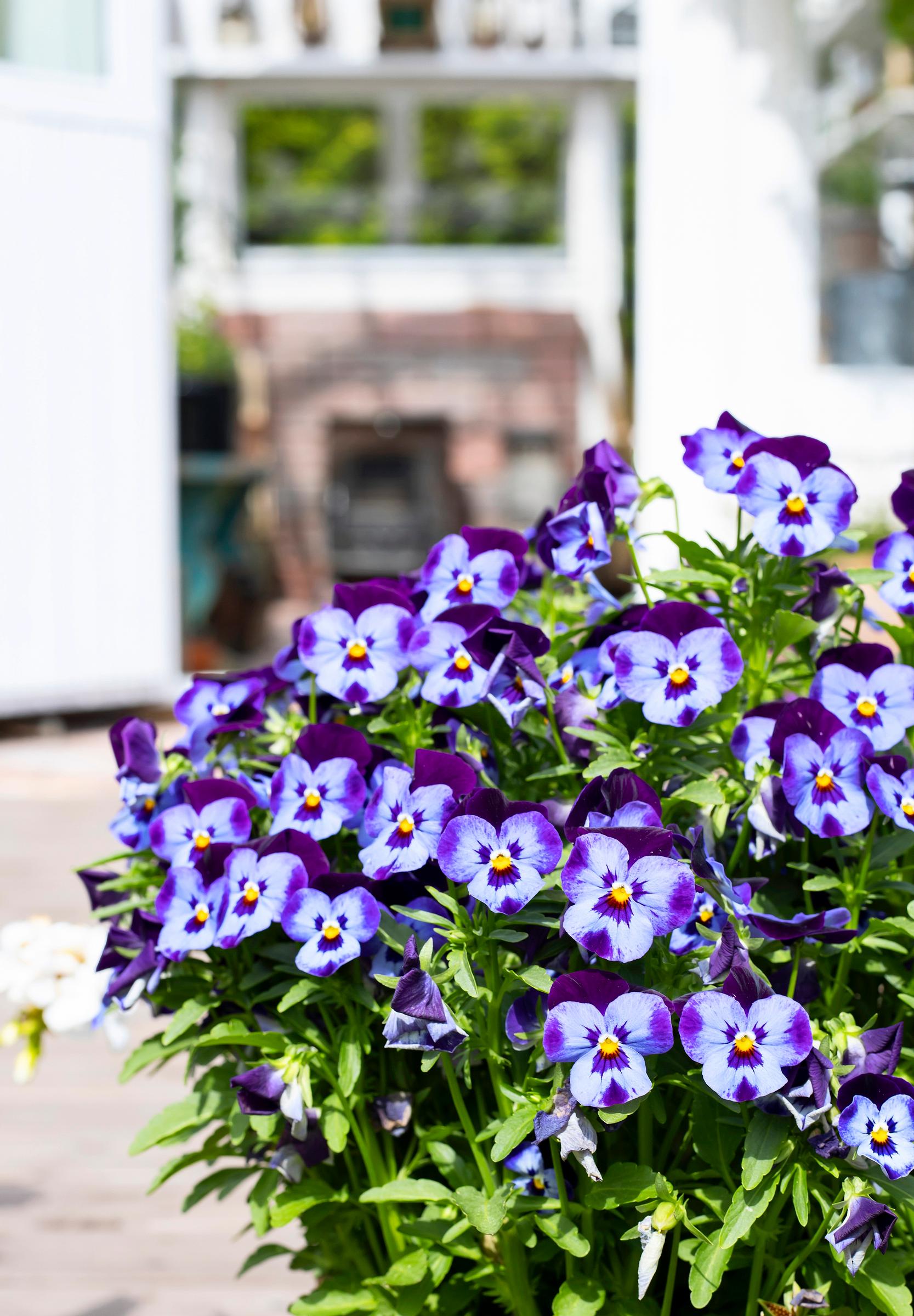 Pansies: the first flowers to plant in spring—nurture them right, and they'll bloom all summer