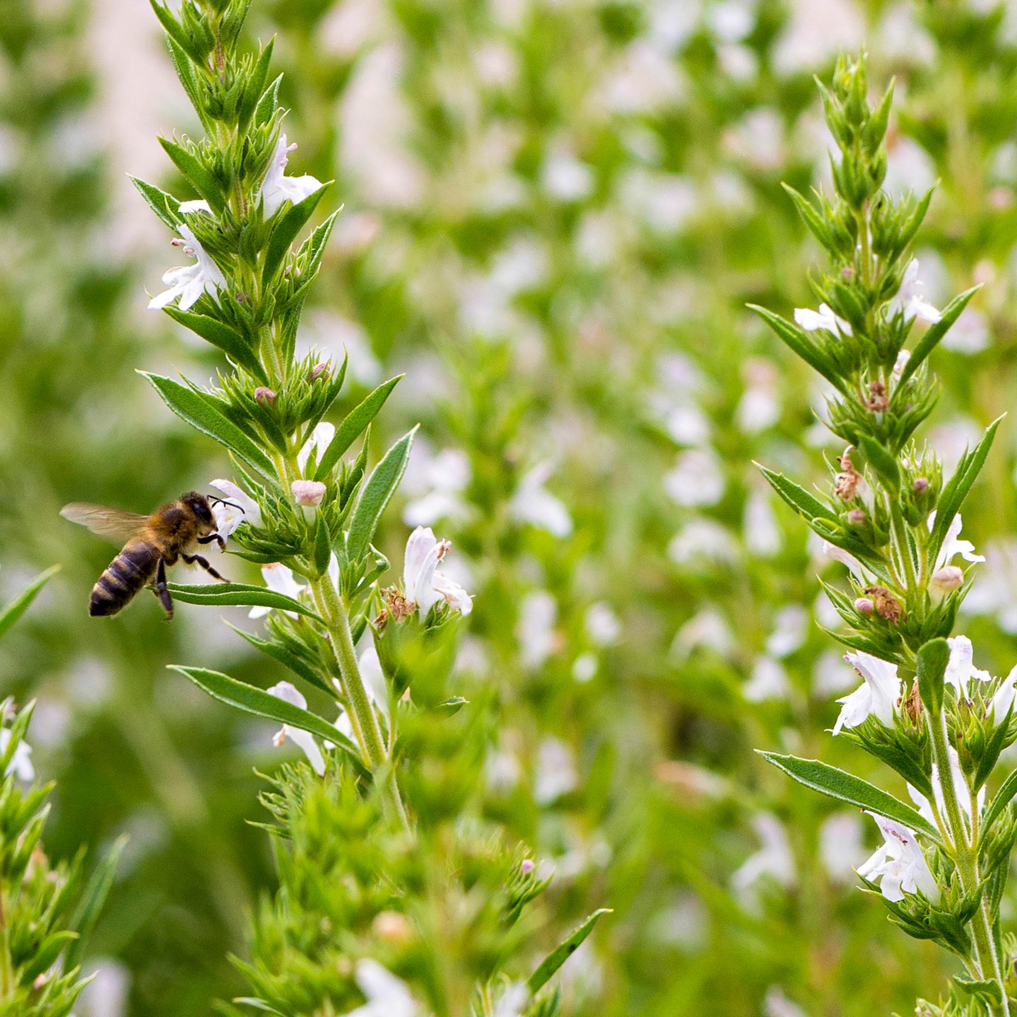 Growing savory in the ground or in pots—this easy herb is a great substitute for salt and pepper
