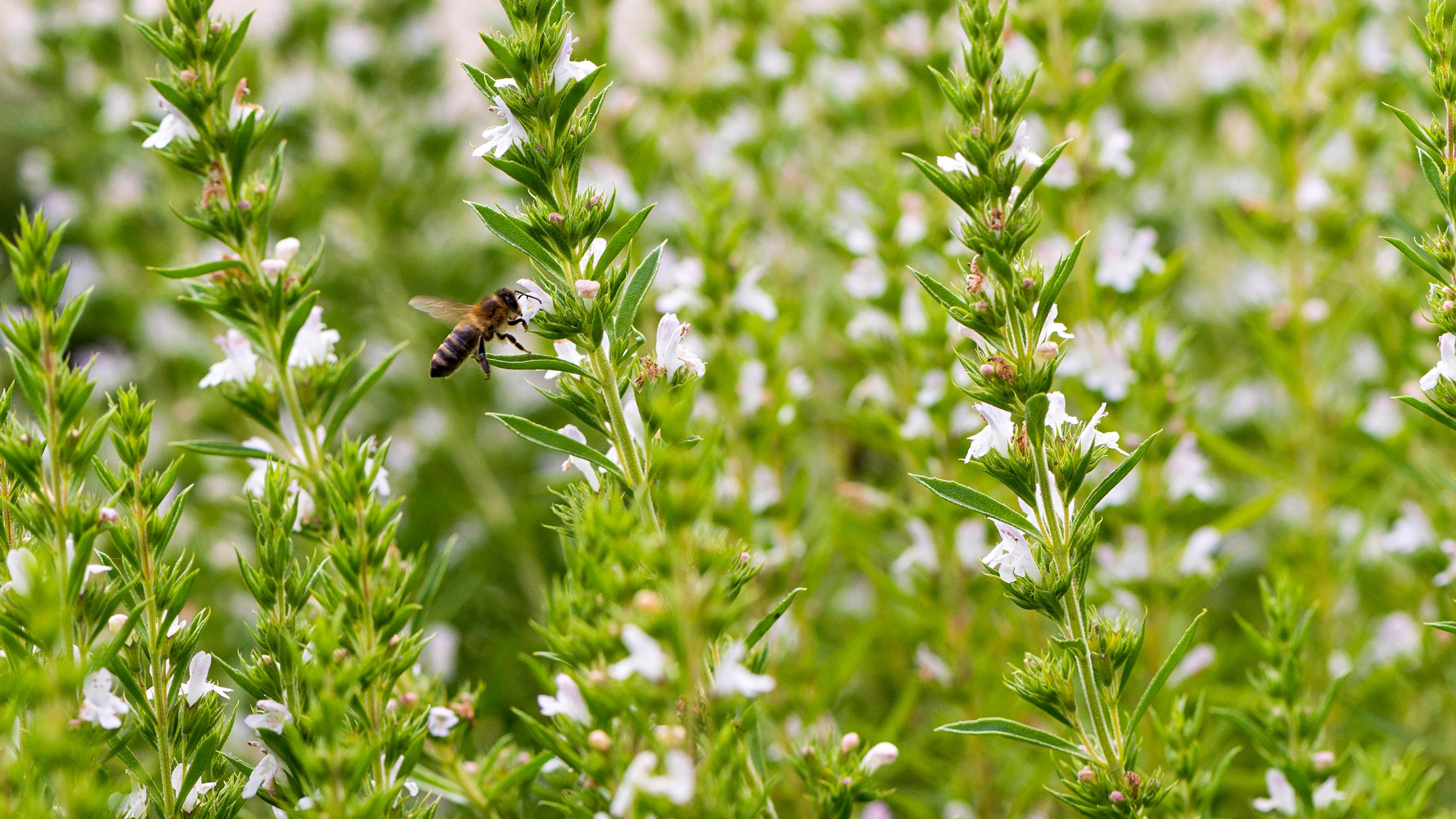Growing savory in the ground or in pots—this easy herb is a great substitute for salt and pepper